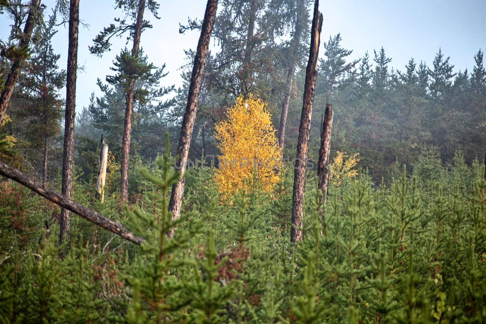 Autumn Northern Saskatchewan wilderness prestine rural scenic