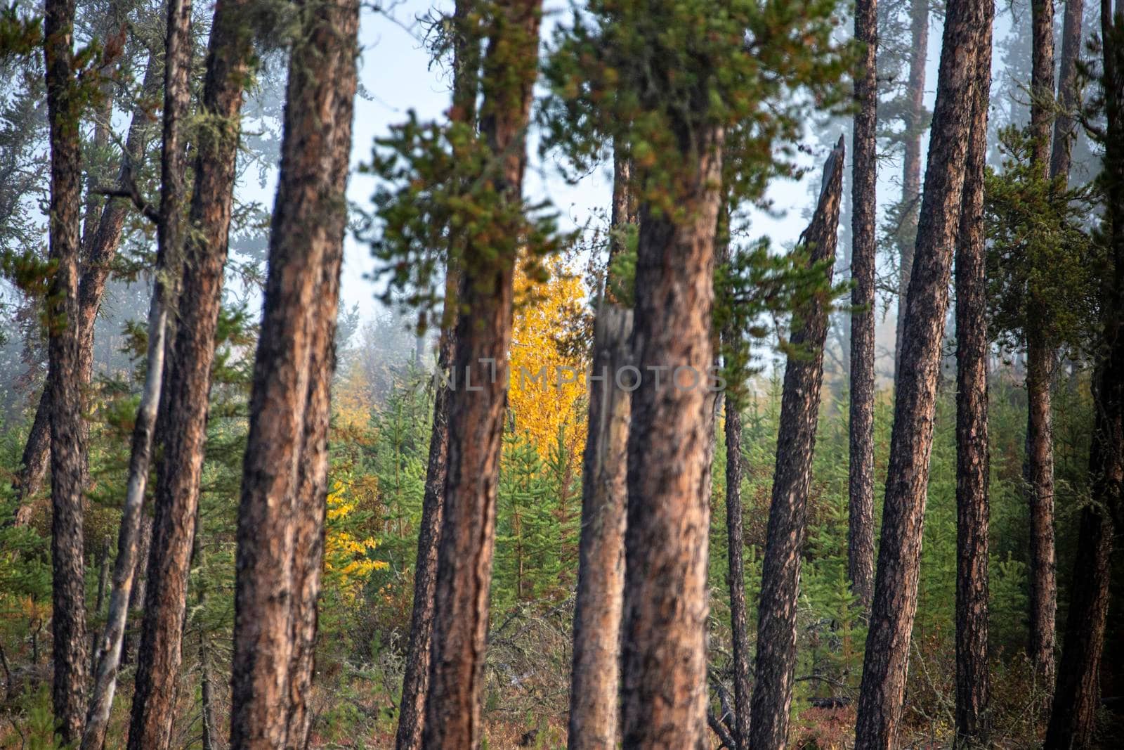 Autumn Northern Saskatchewan wilderness prestine rural scenic
