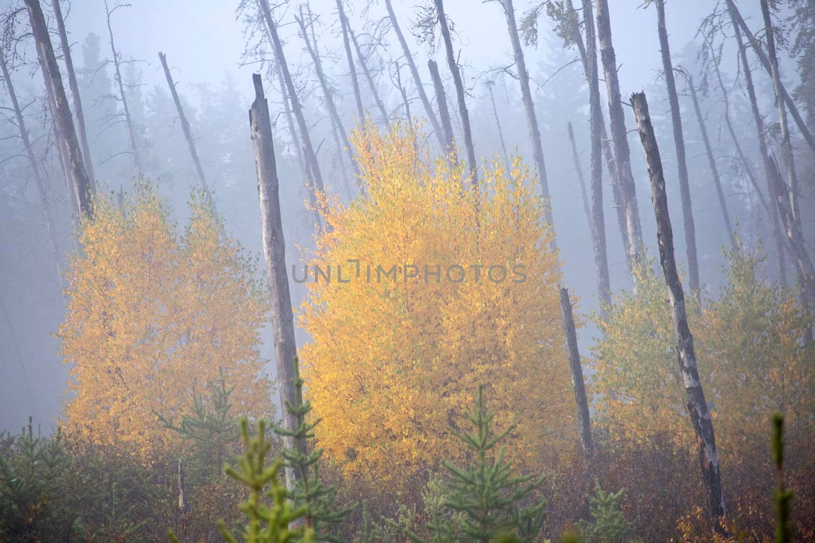 Autumn Northern Saskatchewan wilderness prestine rural scenic