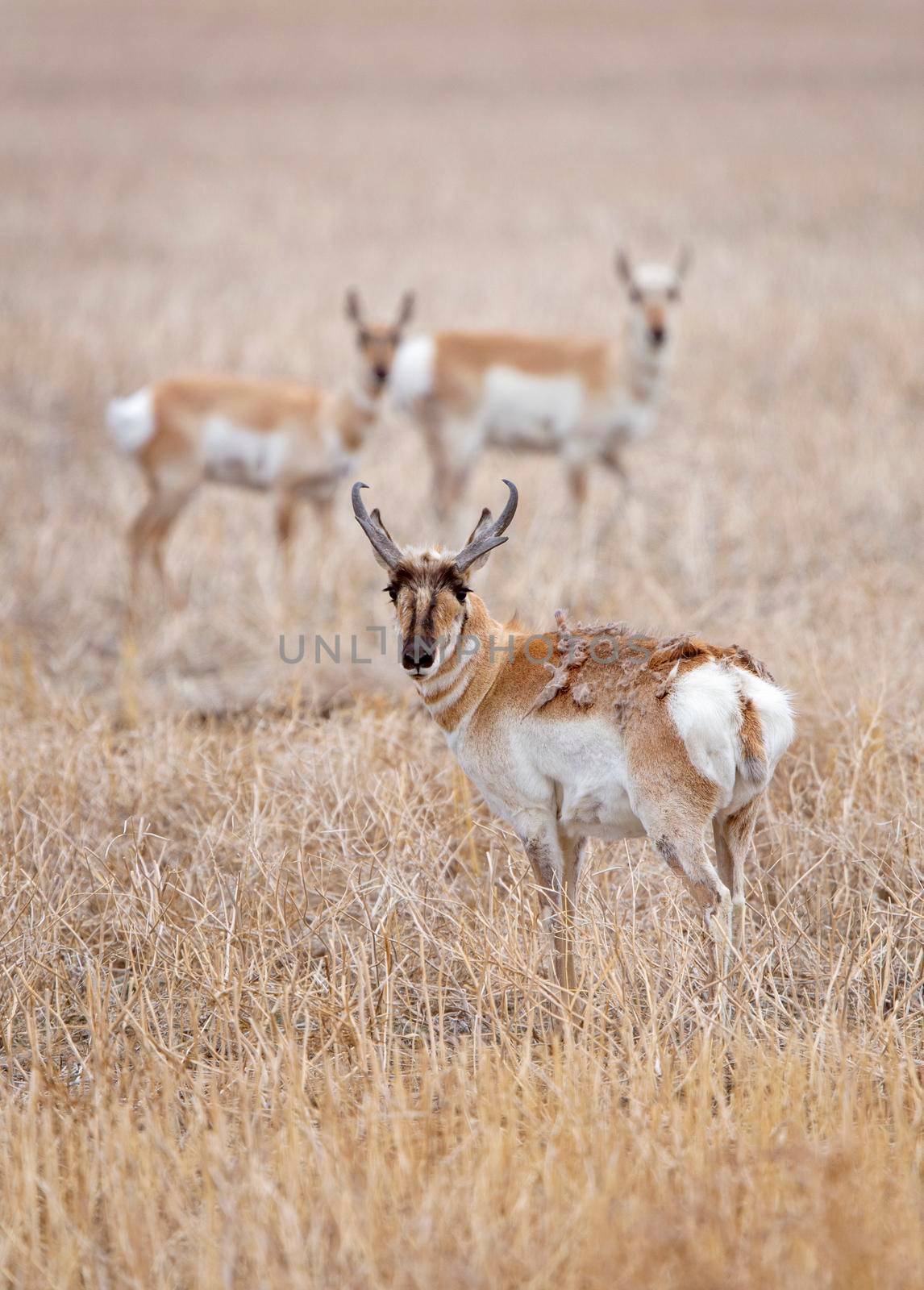 Pronghorn Antelope Saskatchewan Canada Prairie wildlife in field
