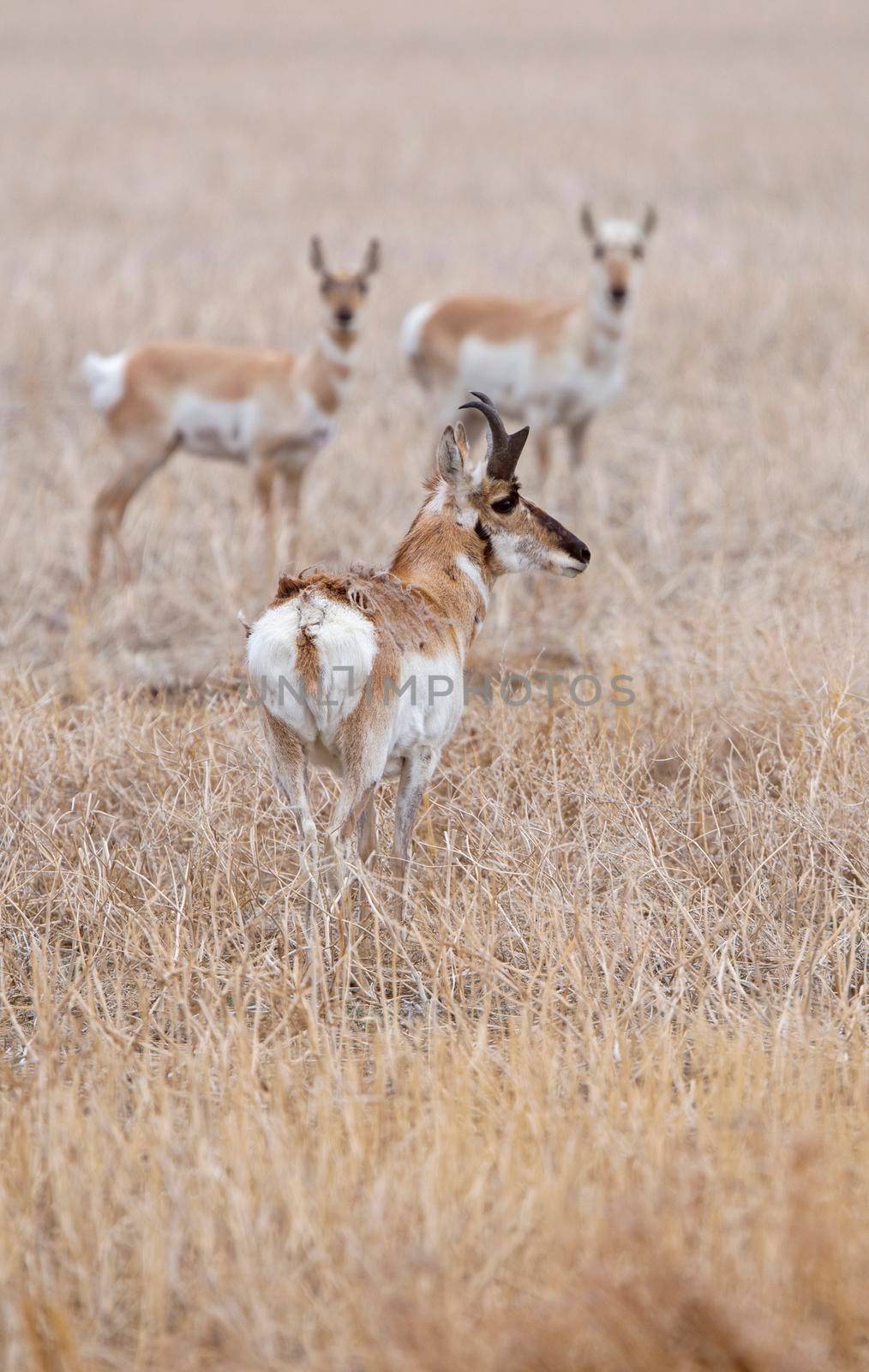 Pronghorn Antelope Saskatchewan Canada Prairie wildlife in field