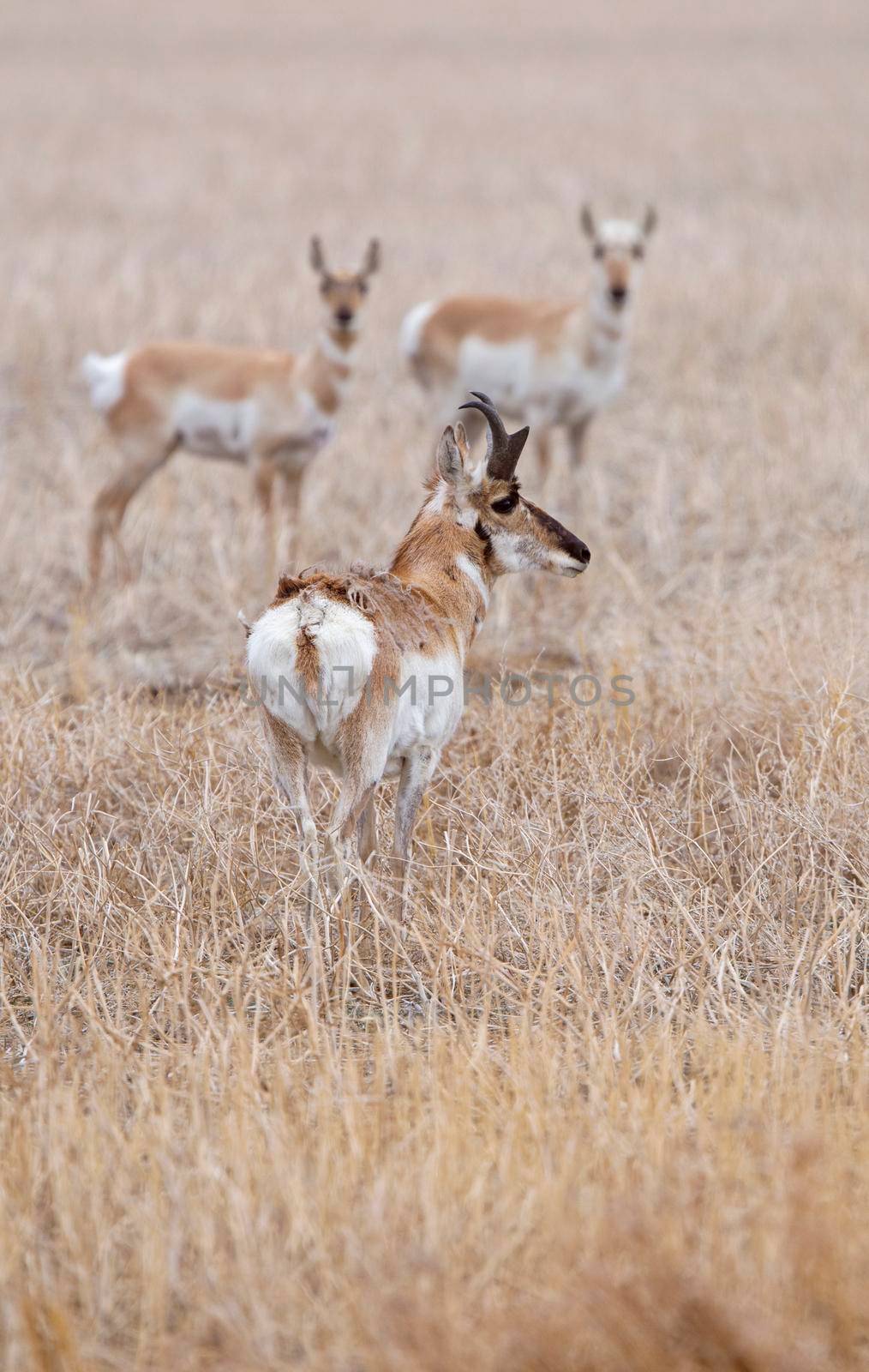 Pronghorn Antelope Saskatchewan by pictureguy