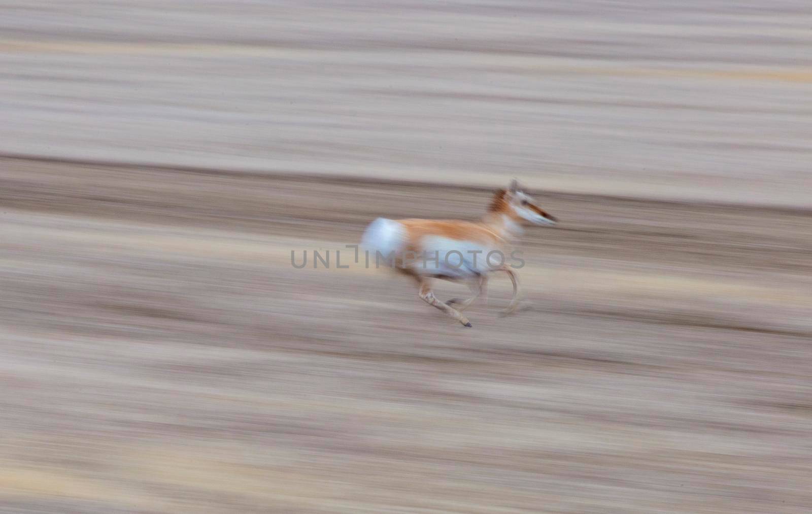 Pronghorn Antelope Saskatchewan Canada Prairie wildlife in field