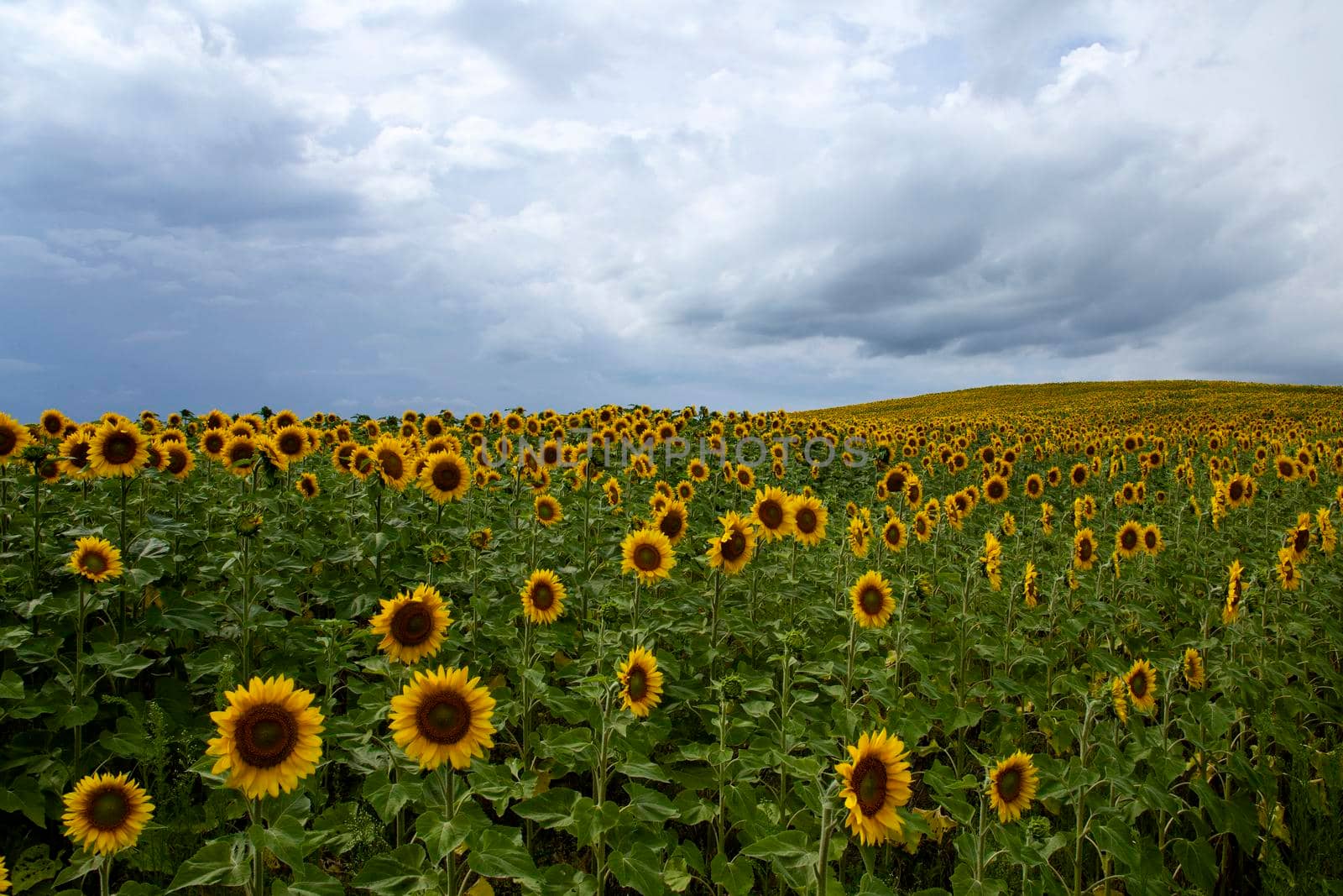 Prairie Sunflower Field in Saskatchewan Canada Rural scene