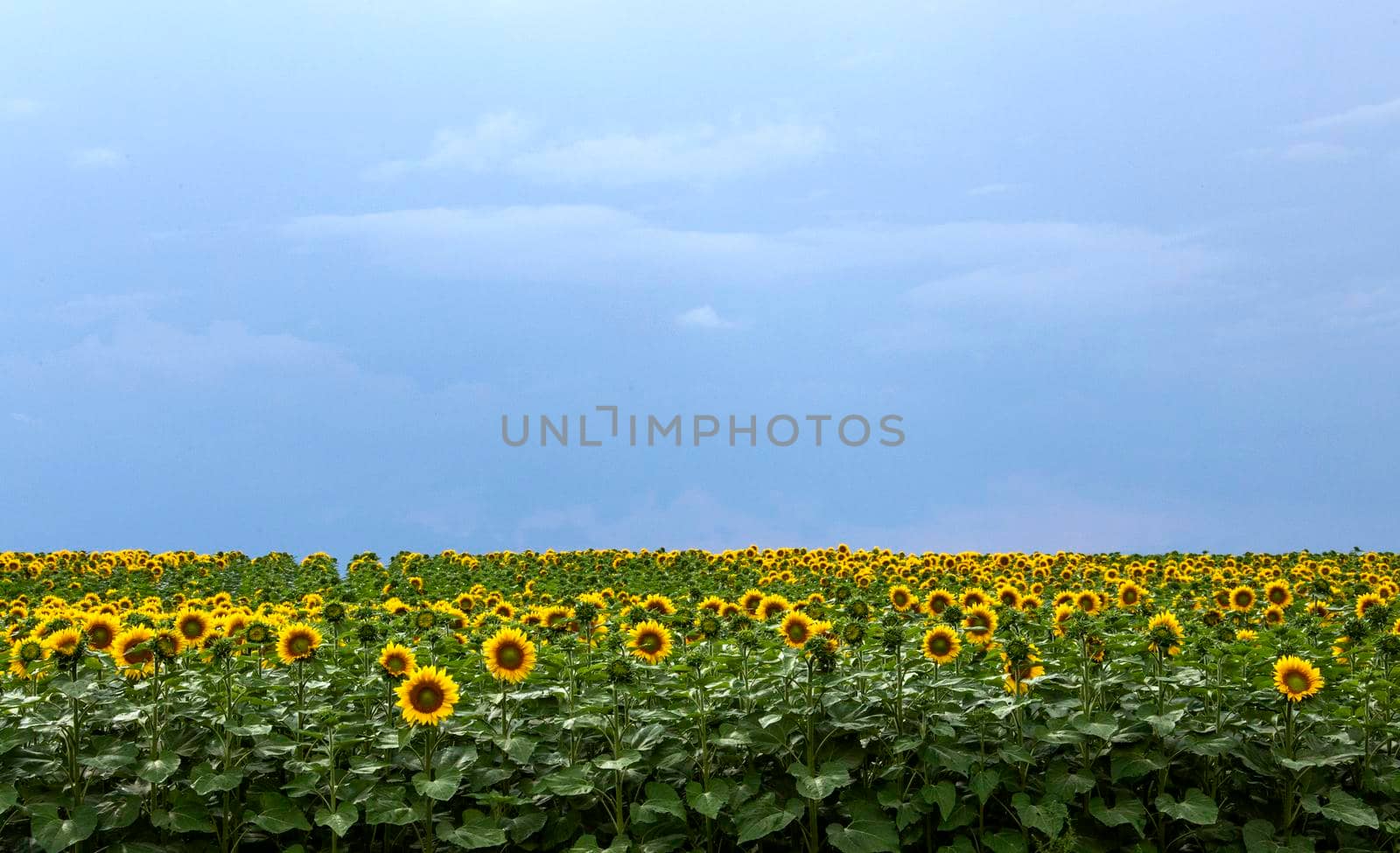 Prairie Sunflower Field in Saskatchewan Canada Rural scene