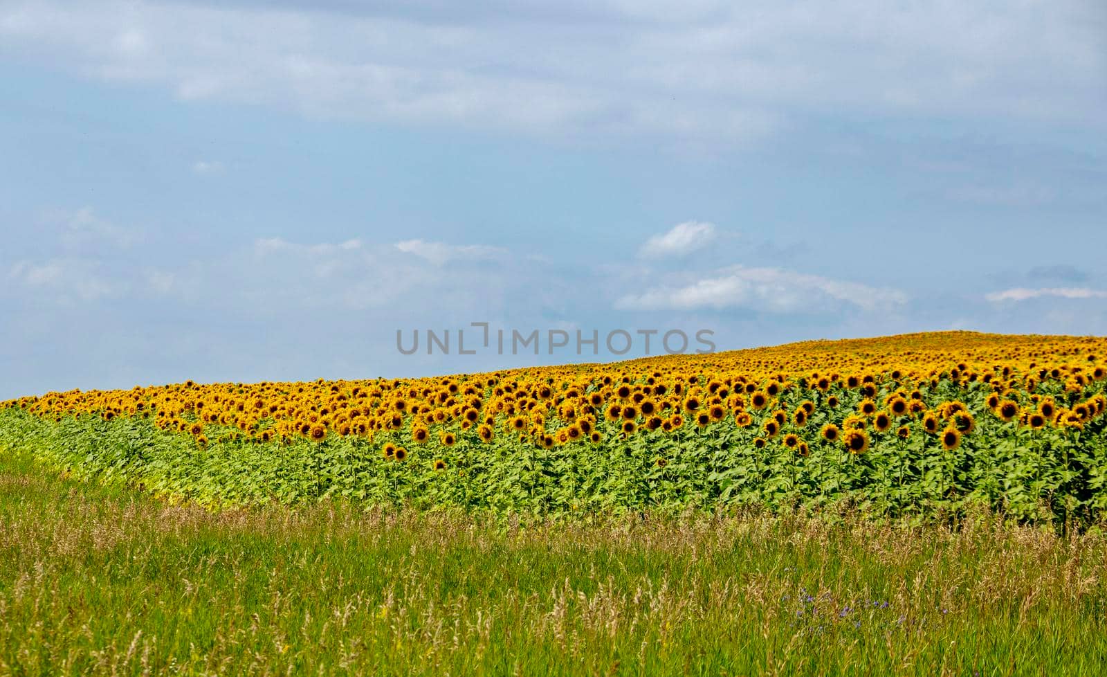 Prairie Sunflower Field in Saskatchewan Canada Rural scene