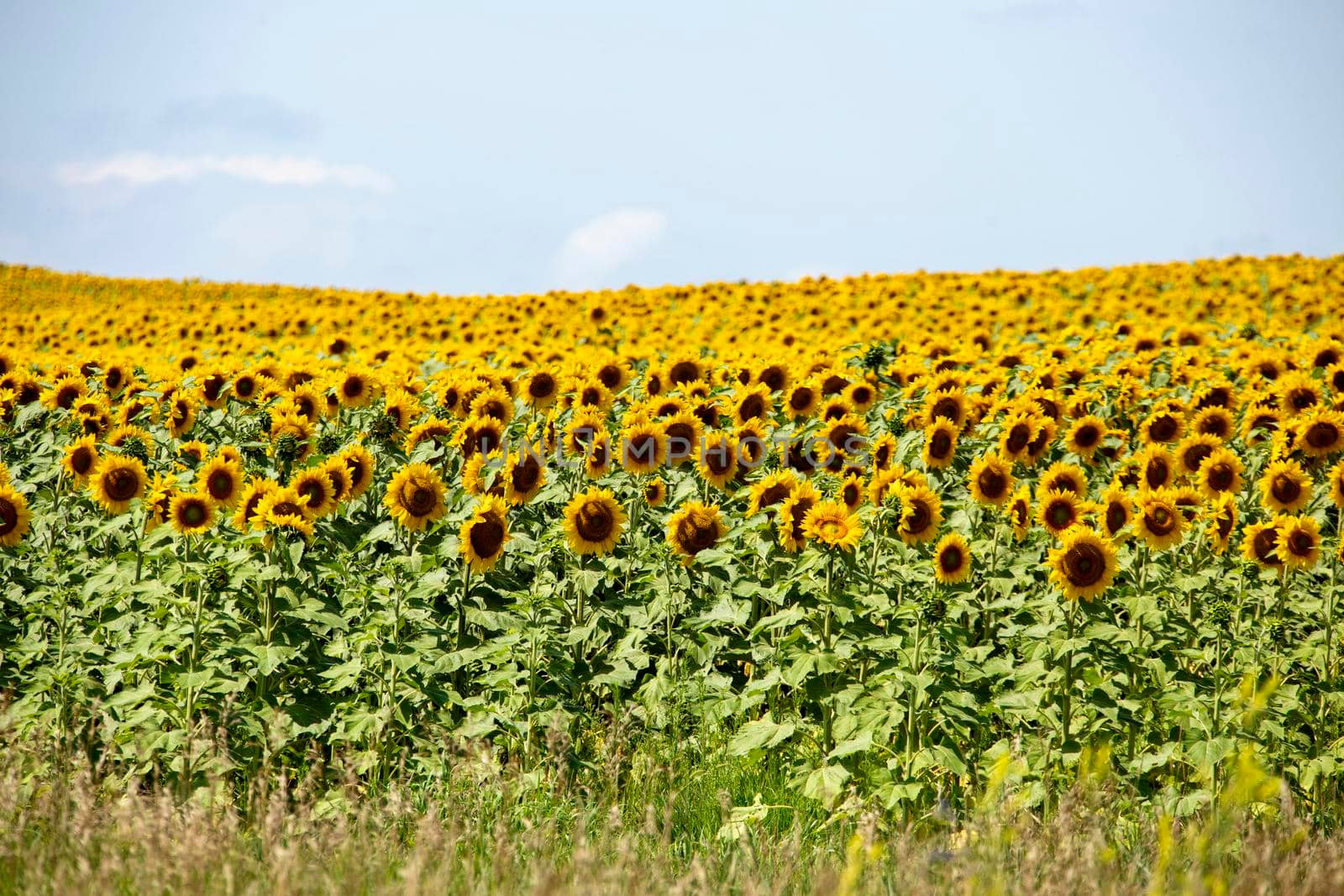 Prairie Sunflower Field in Saskatchewan Canada Rural scene