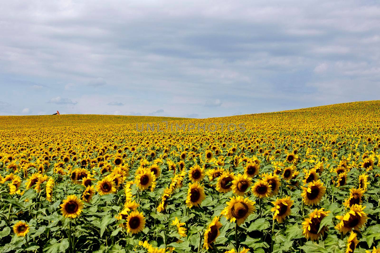 Prairie Sunflower Field in Saskatchewan Canada Rural scene