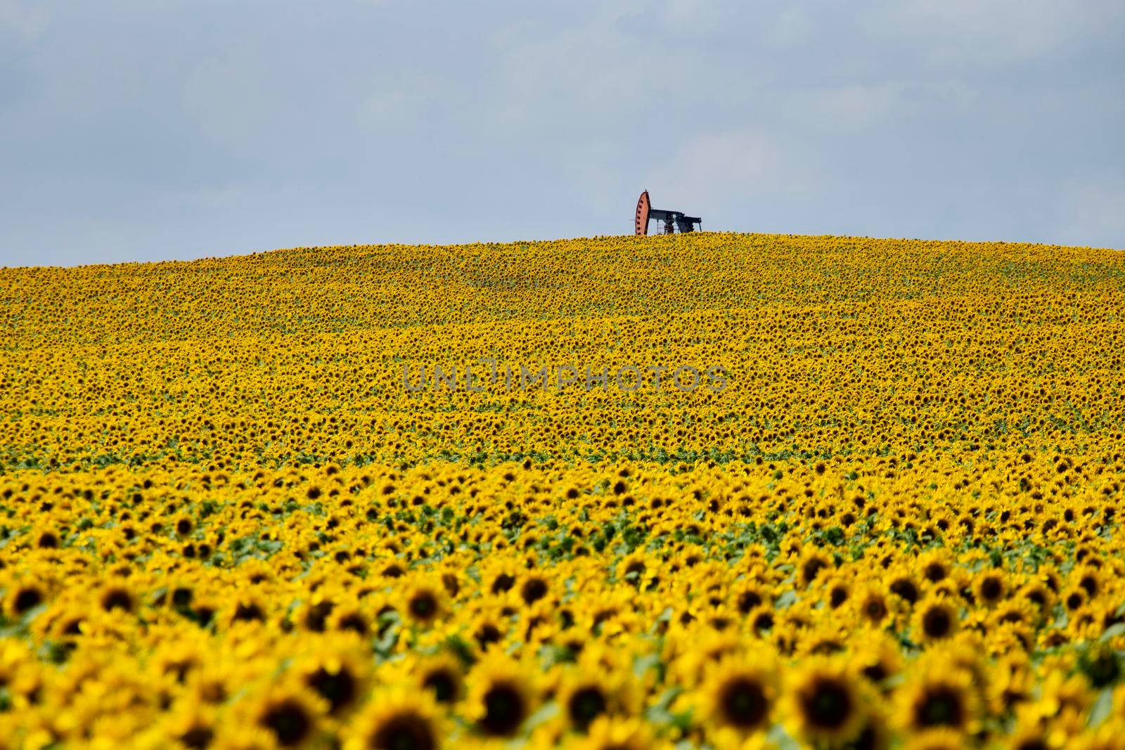 Sunflowers and Pumpjack in Prairie Saskatchewan Canada