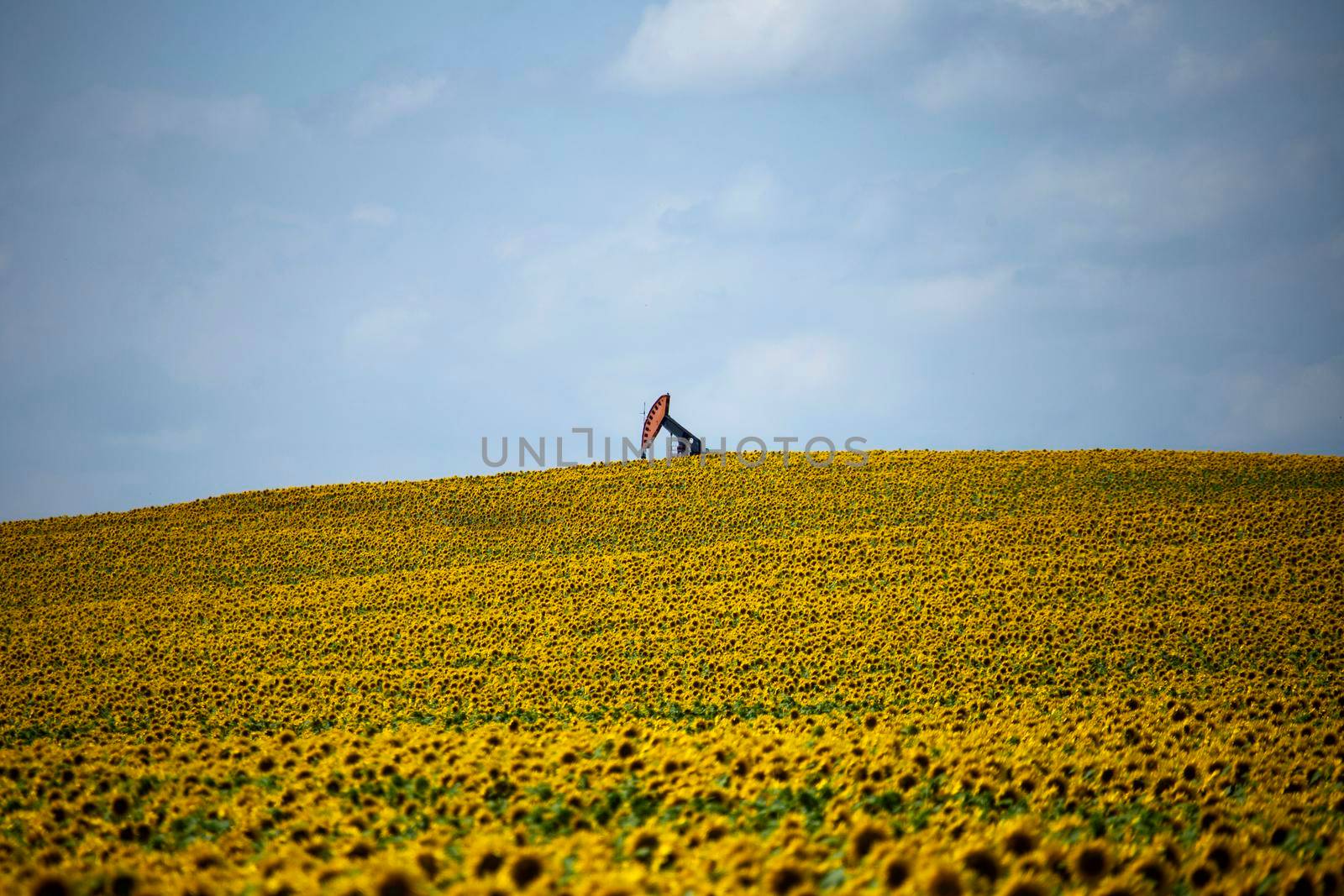 Sunflowers and Pumpjack in Prairie Saskatchewan Canada