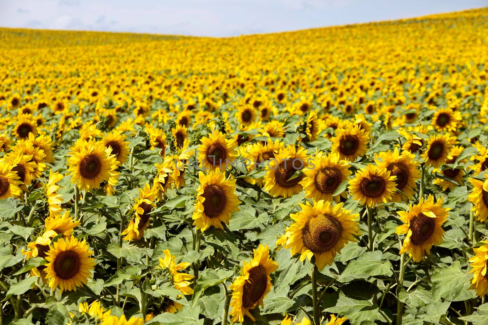 Prairie Sunflower Field in Saskatchewan Canada Rural scene