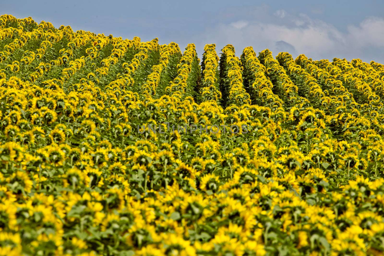 Prairie Sunflower Field in Saskatchewan Canada Rural scene