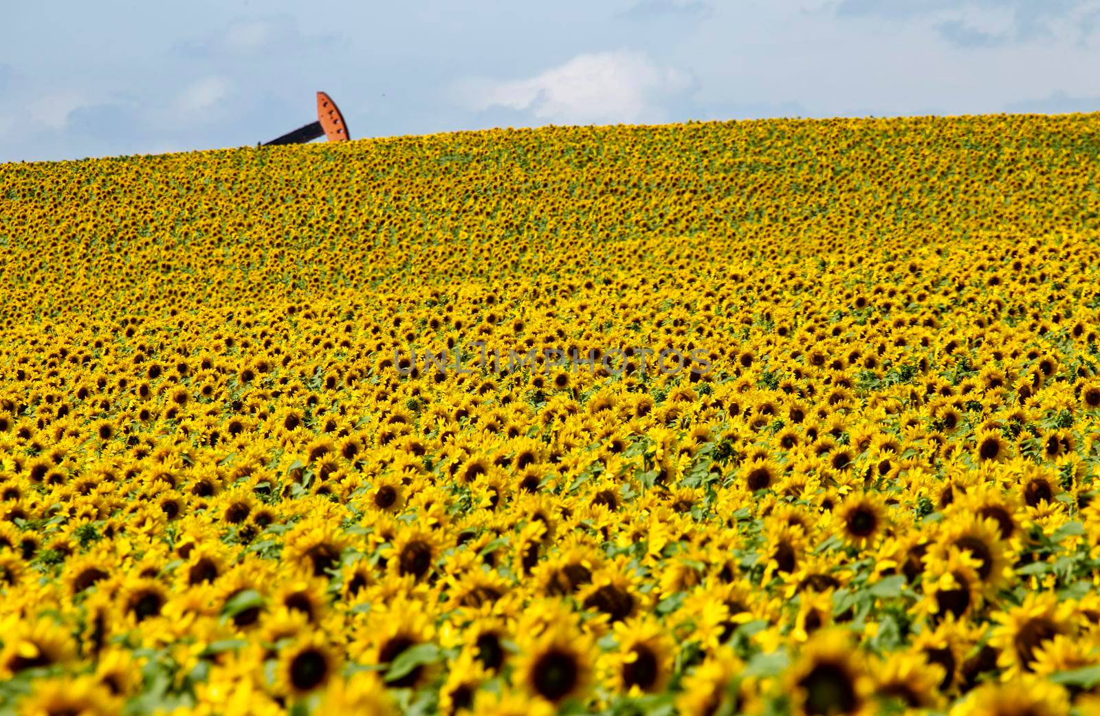 Sunflowers and Pumpjack in Prairie Saskatchewan Canada