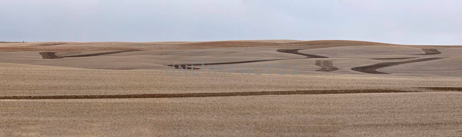 Design Field Saskatchewan spring crop stubble panoramic