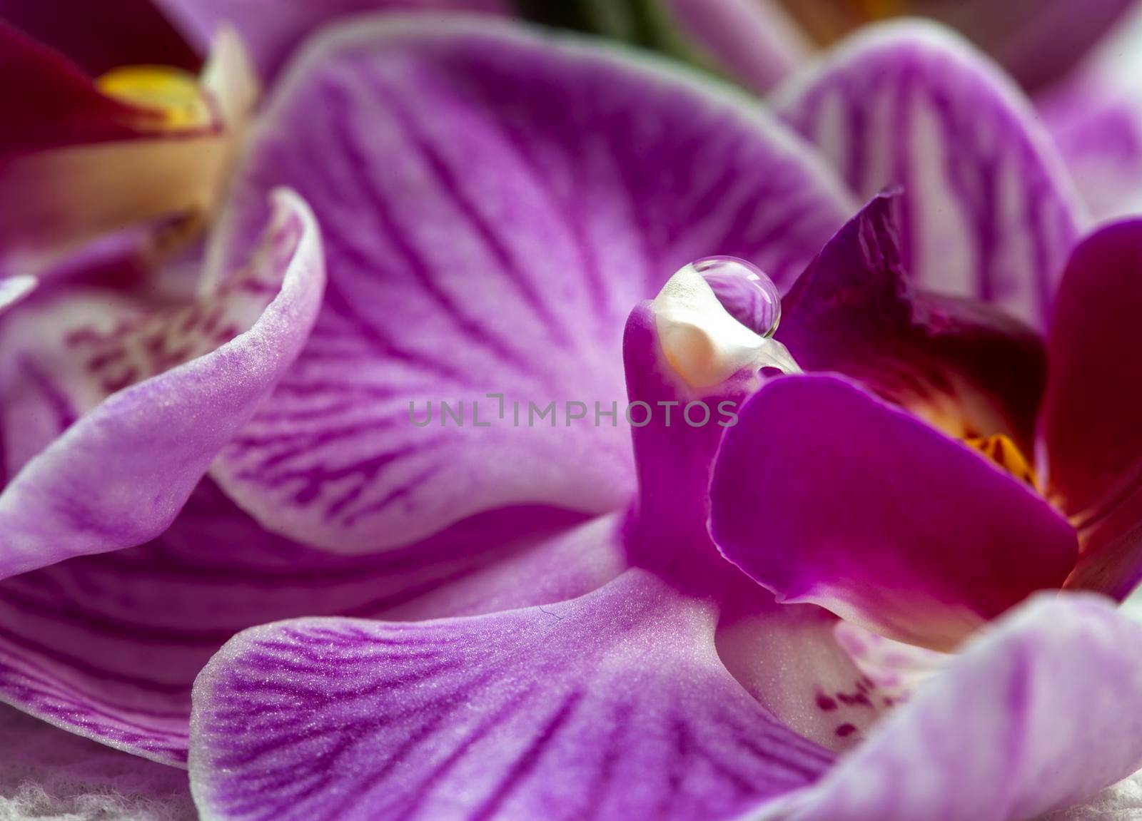 Pink Flower Iris close up Photo Lighting