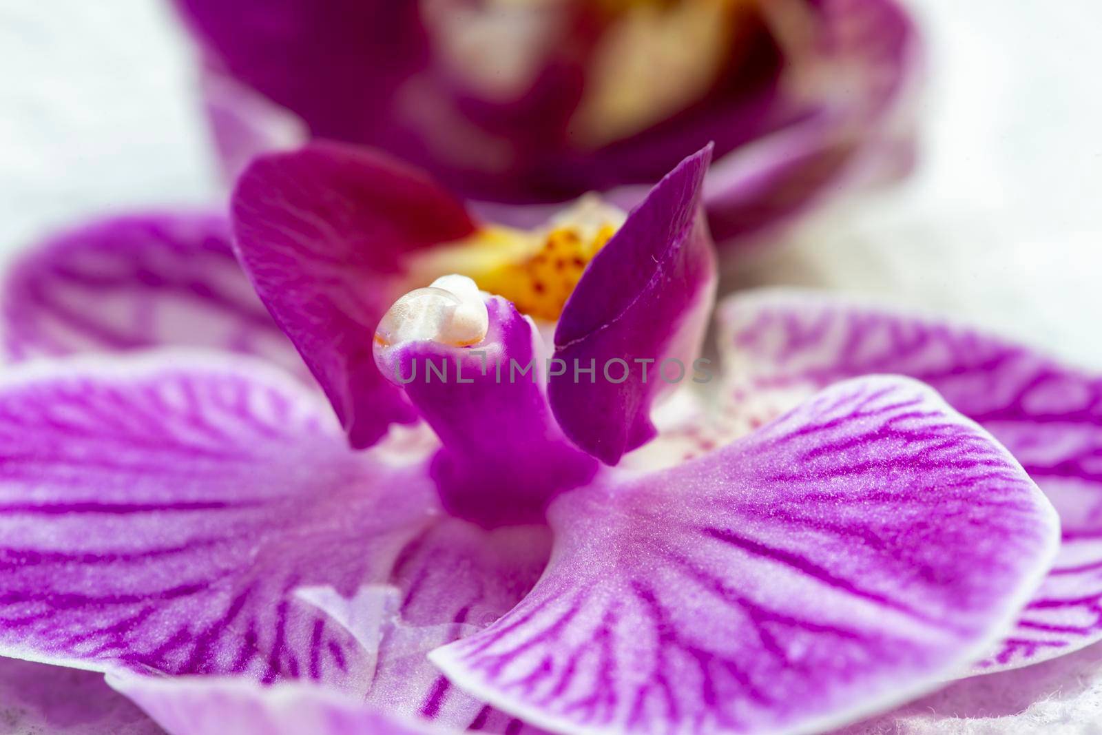 Pink Flower Iris close up Photo Lighting