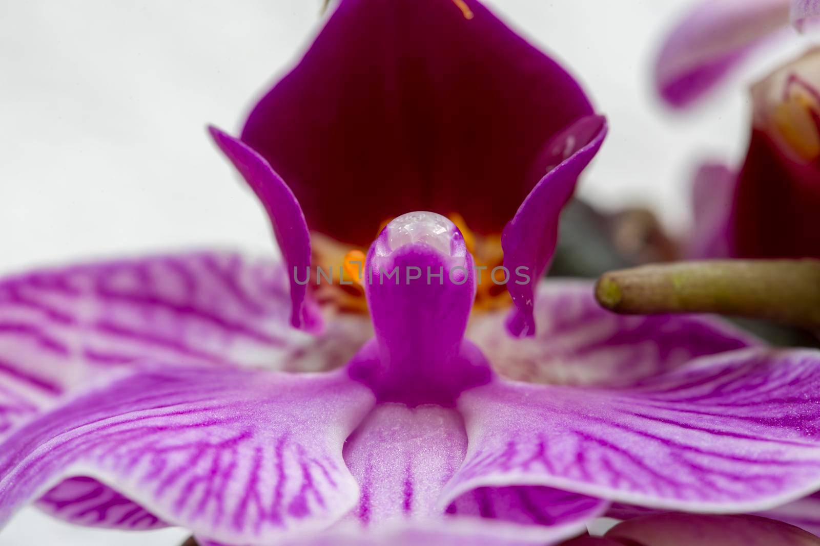 Pink Flower Iris close up Photo Lighting