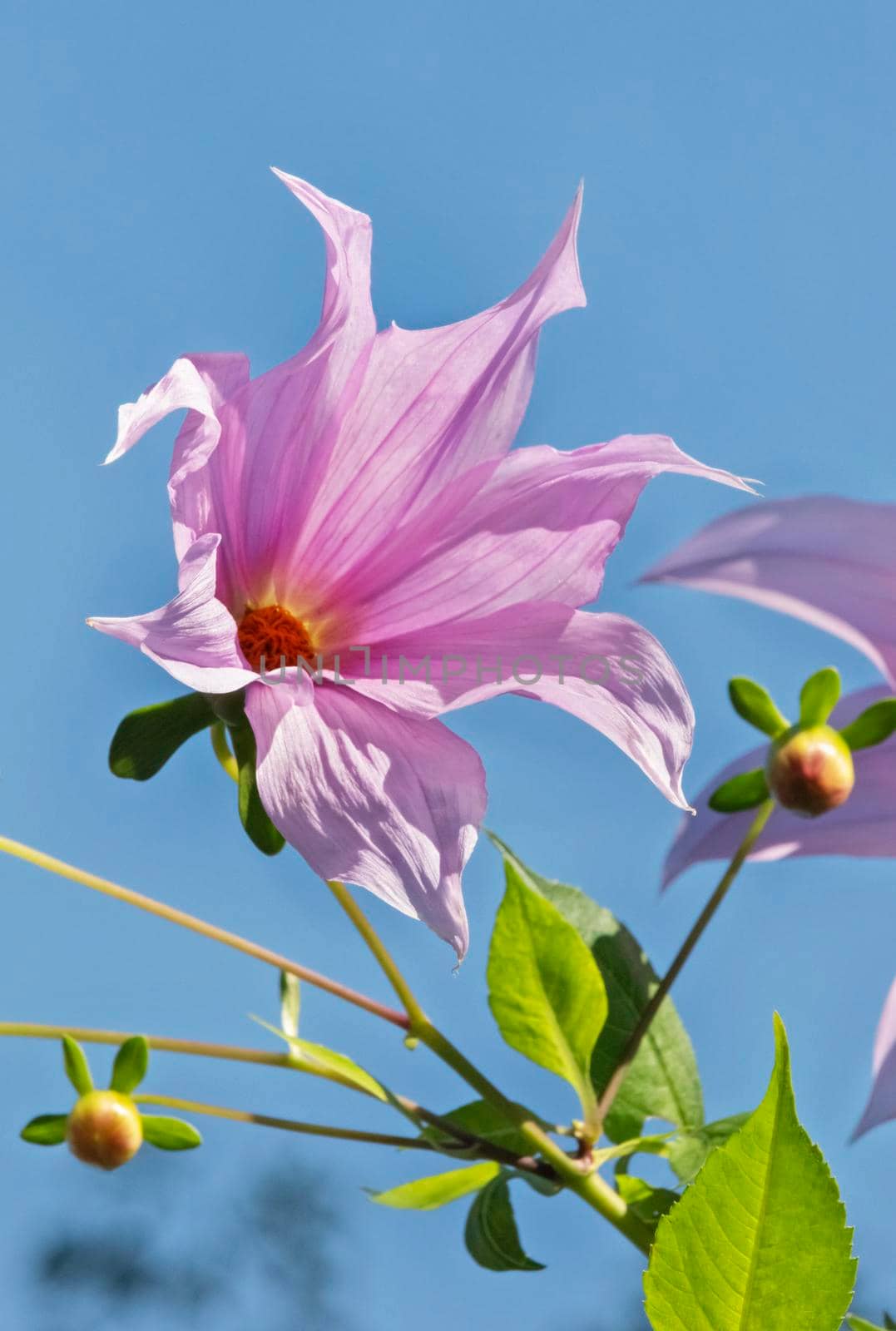 Blossom lavender flower of bell tree dahlia - dahlia imperialis - , green leaves and blue sky