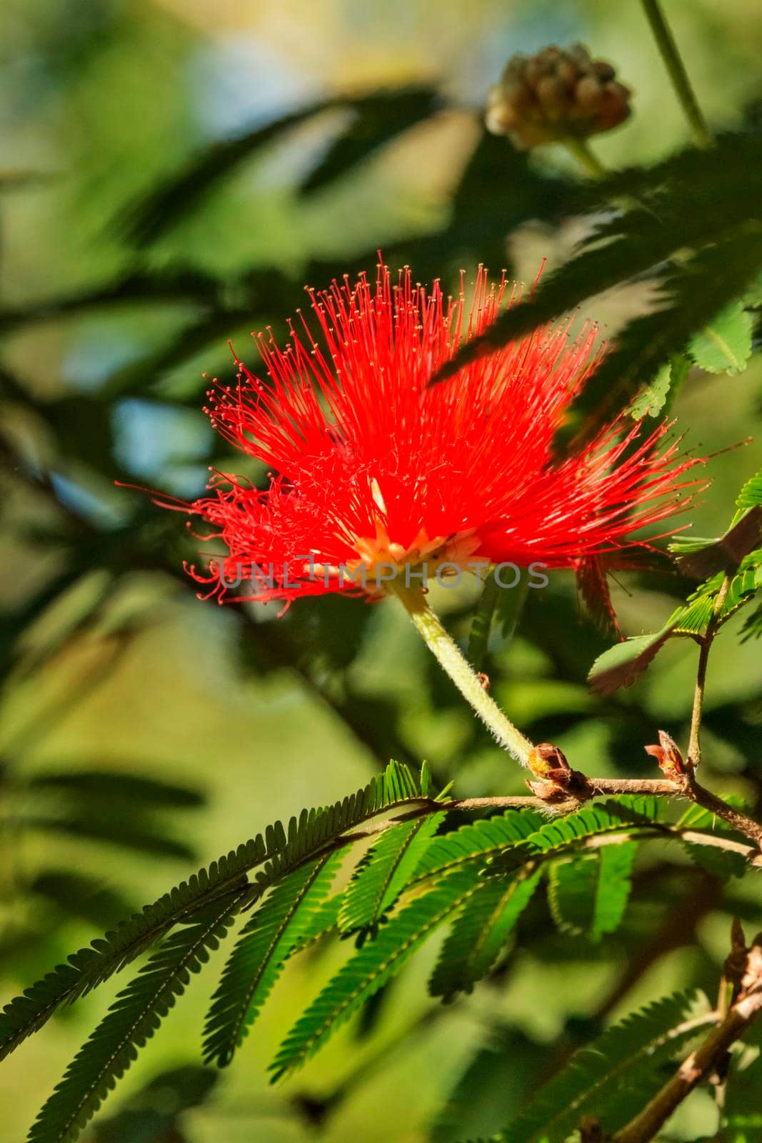 Fantastic red tassel flower also called calliandra tweedii or mexican flame bush , the blooming flower is like a powder puffs  ,    the background is green and out of focus ,