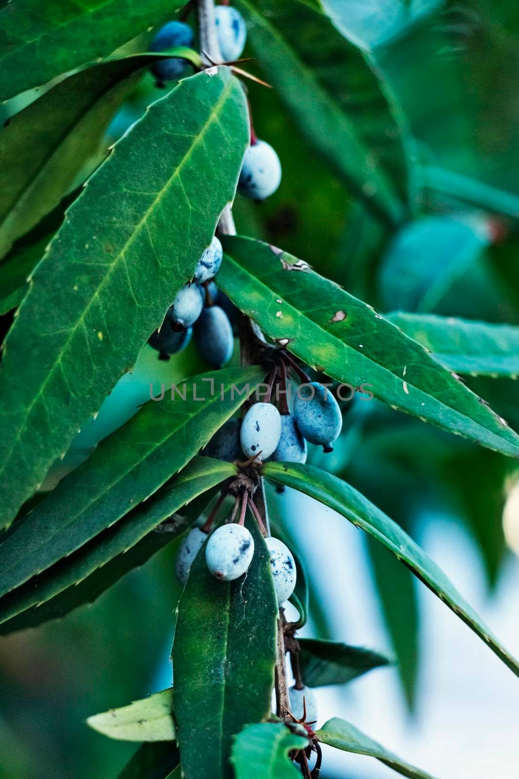 Barberry tree detail by victimewalker