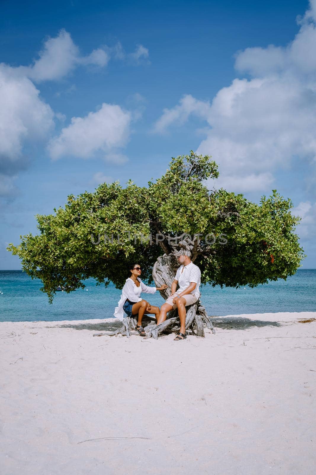 Divi Dive Trees on the shoreline of Eagle Beach in Aruba by fokkebok