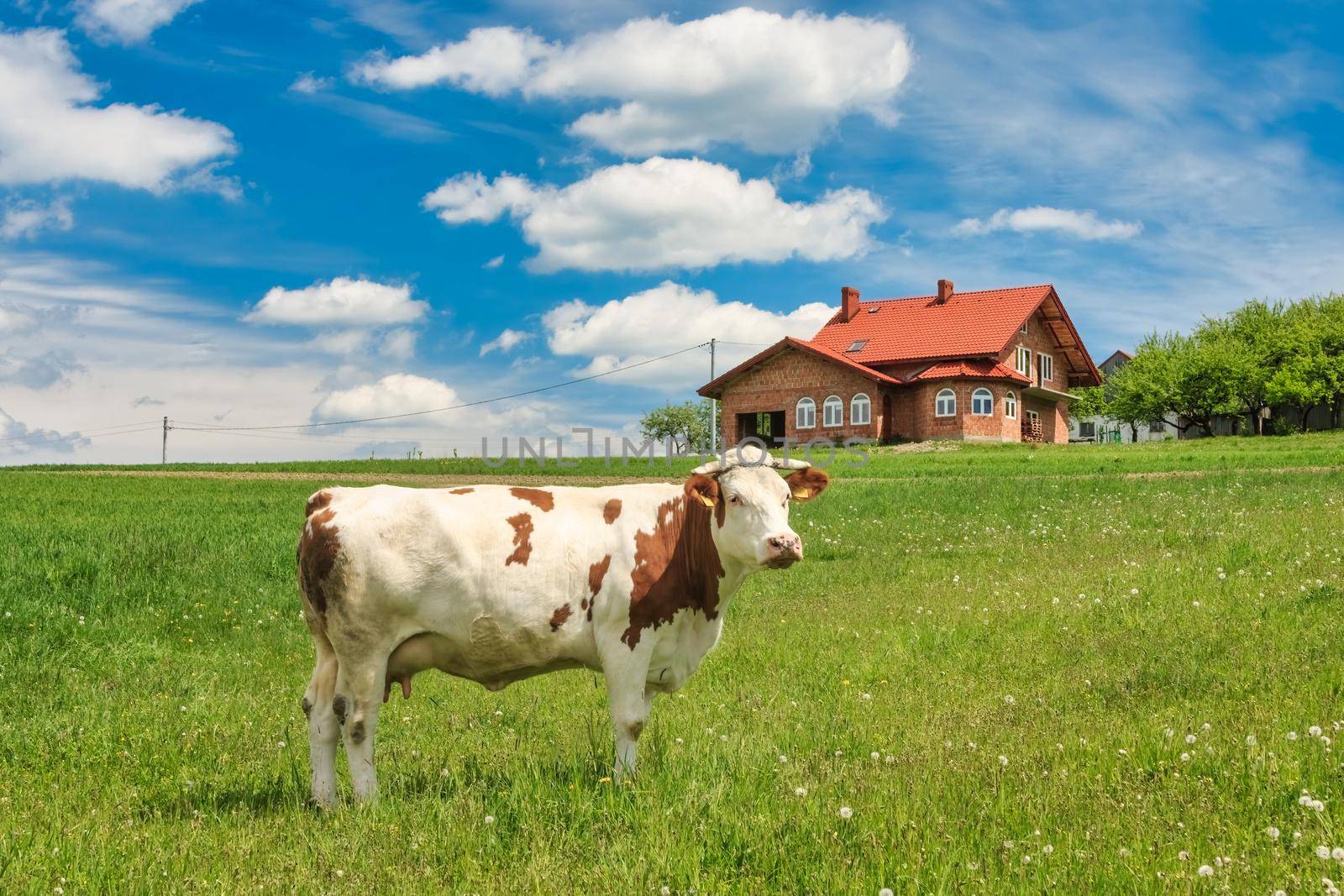 Cow on a green meadow with blue clouds