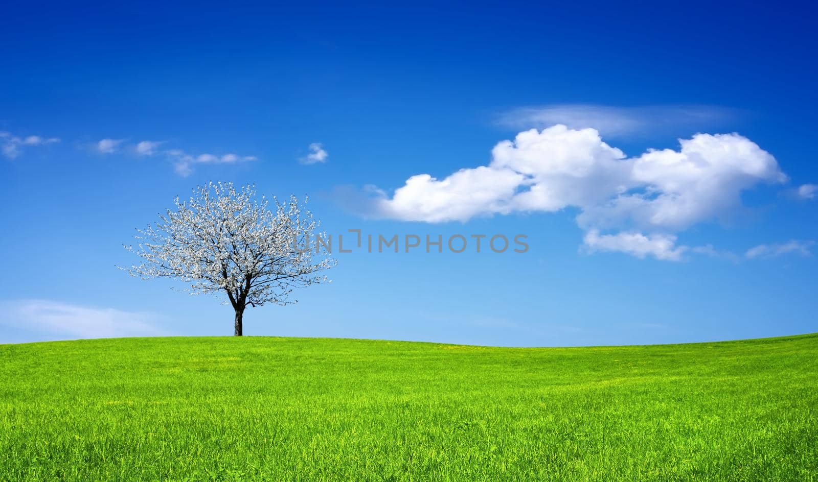 Spring time in nature with blooming tree