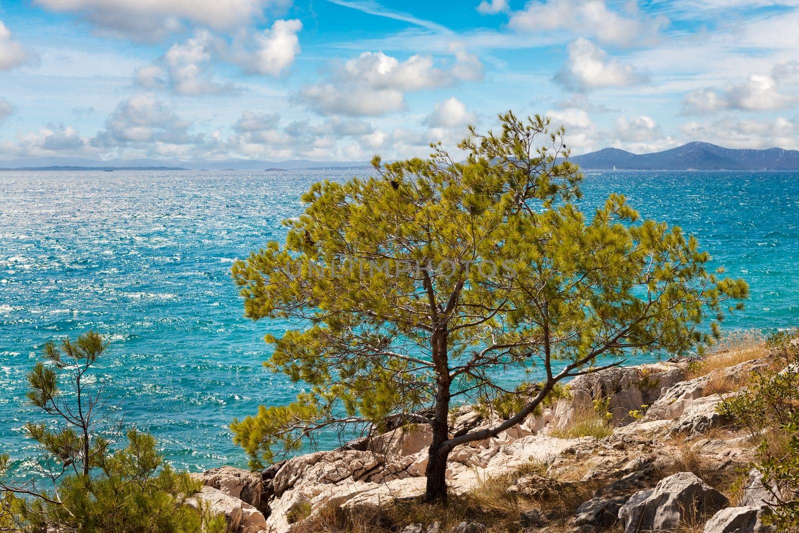 Pine tree on the Adriatic coast in Croatia