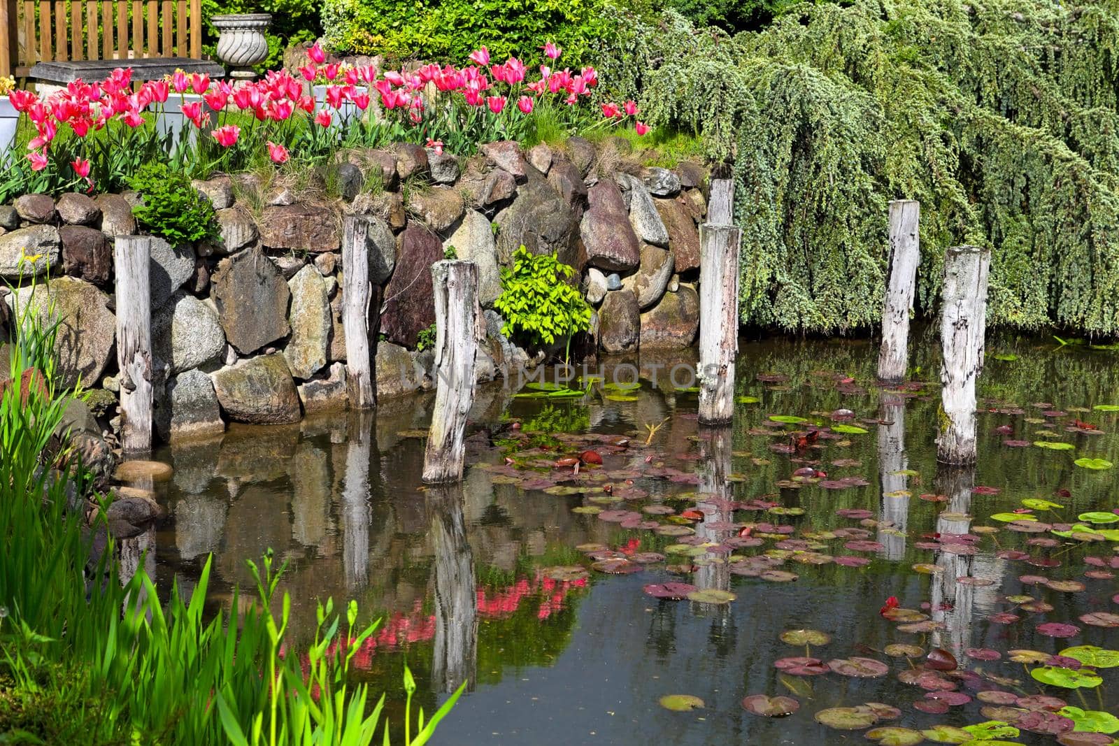 Small garden pond with stone shores and many flowers and decorative vegetation