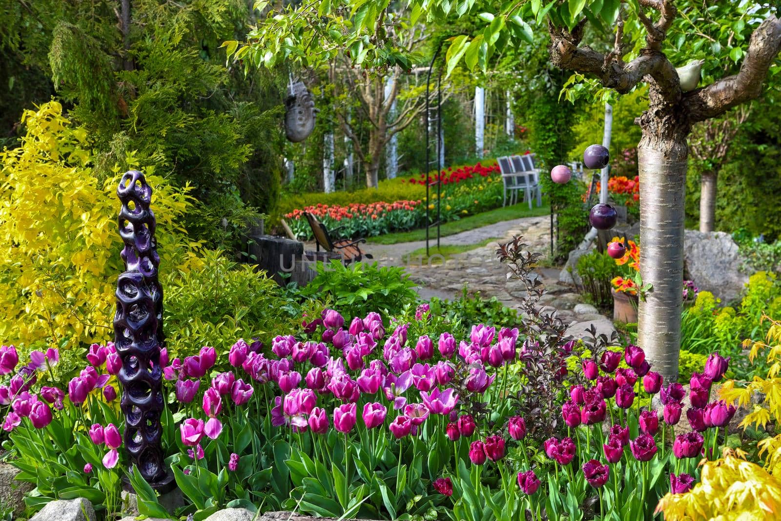 Colorful tulips and a stone path in a spring garden by Wajan