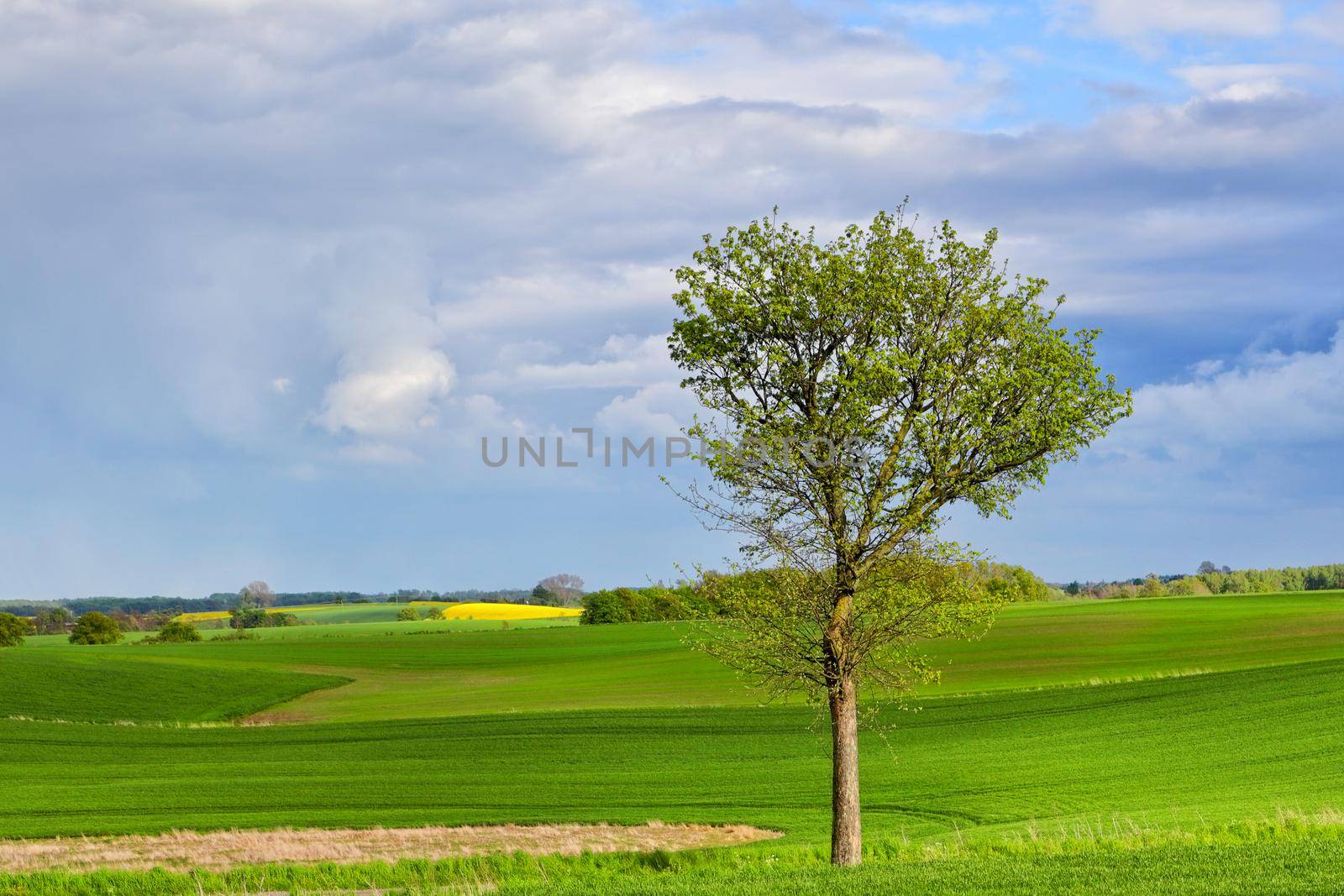 Spring ecological landscape with a tree and green fields
