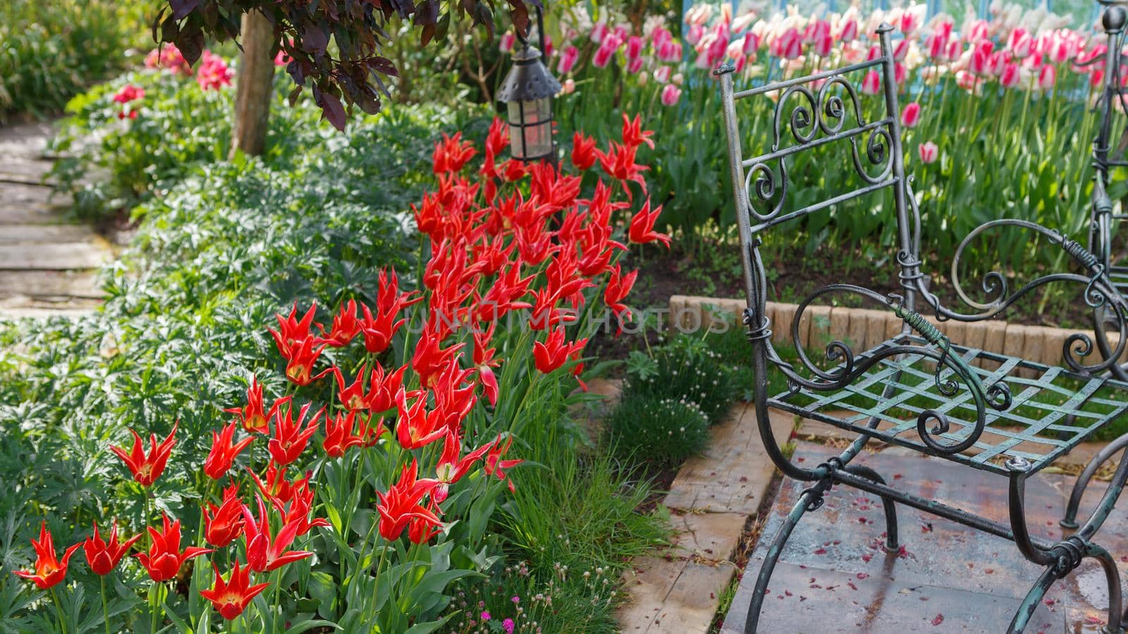 Red tulips flower in the garden a place of rest