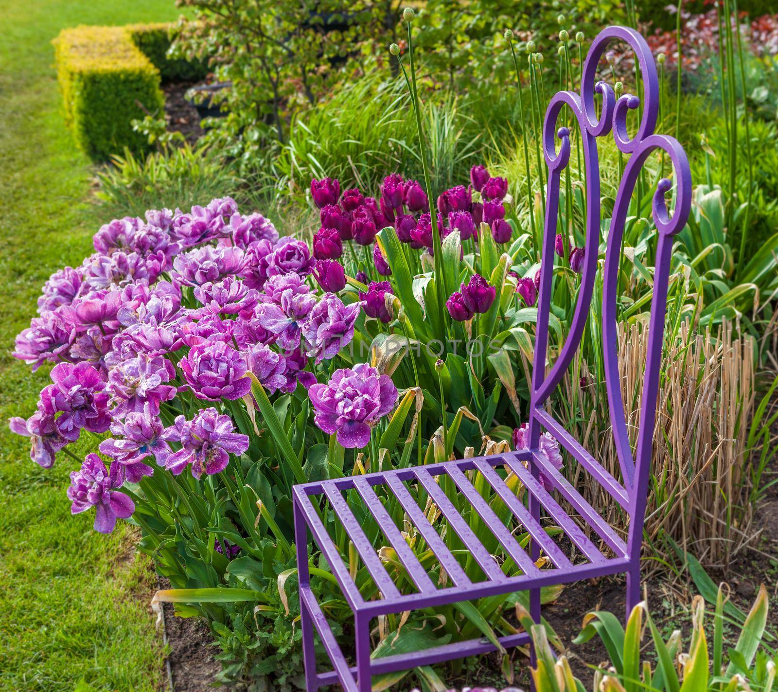 A colorful spring tulip garden with garden chair