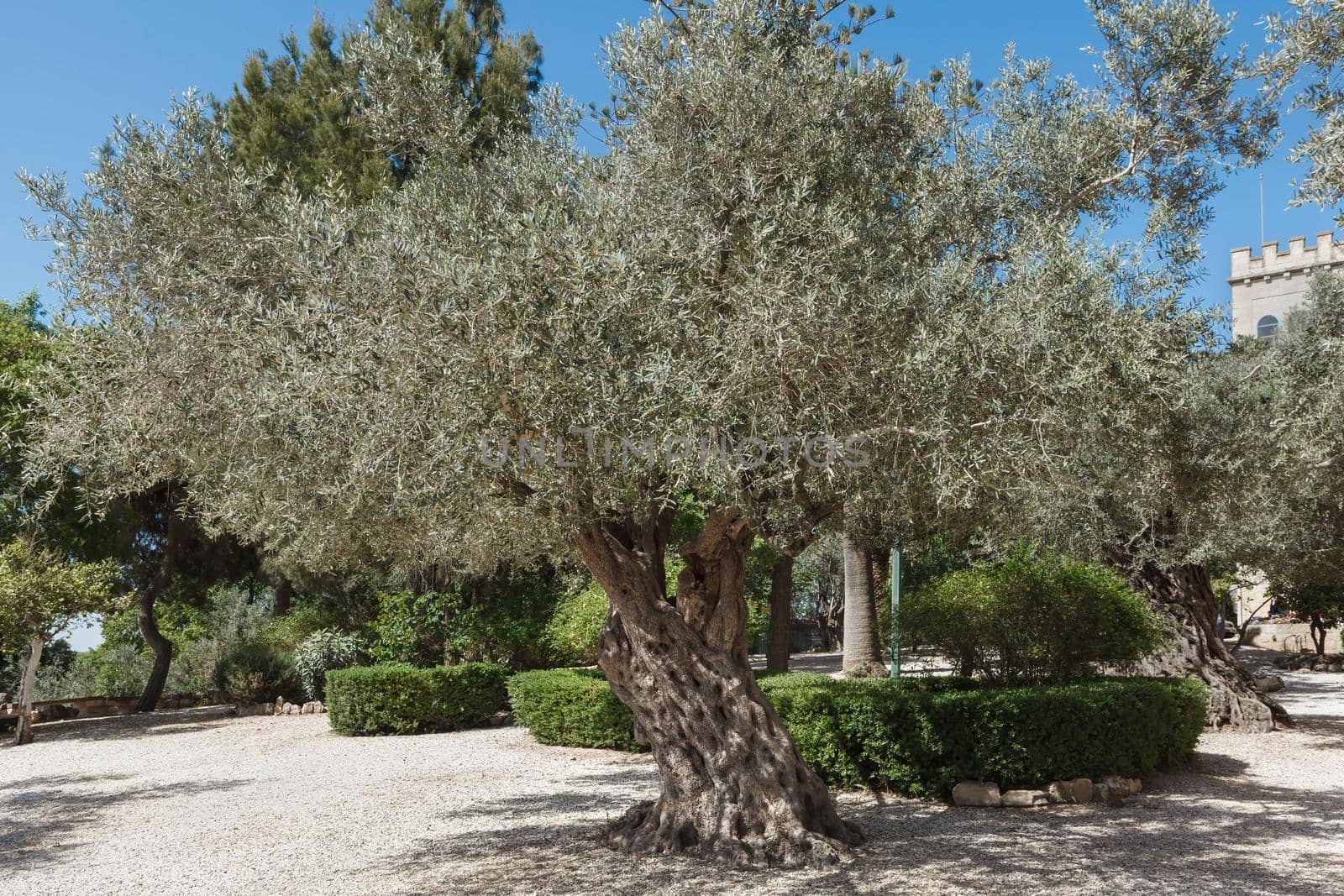 Olive tree in the city park Mediterranean region