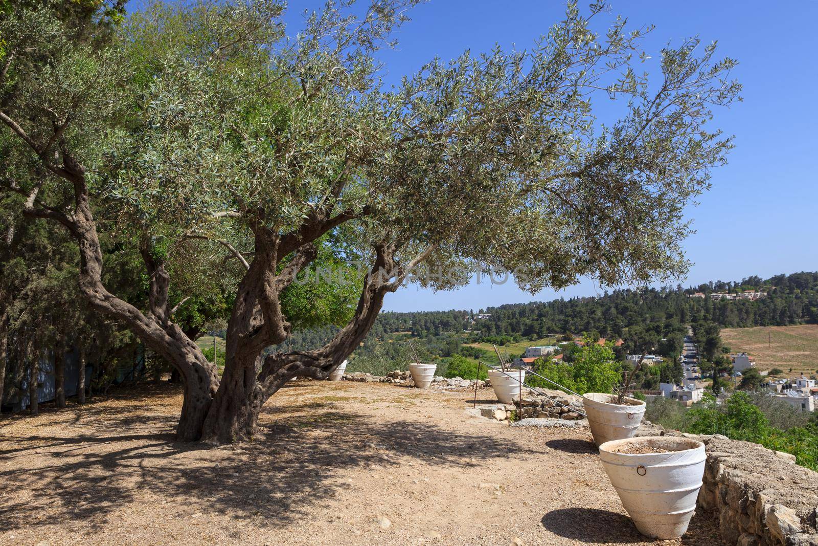 Olive tree in the garden Mediterranean region