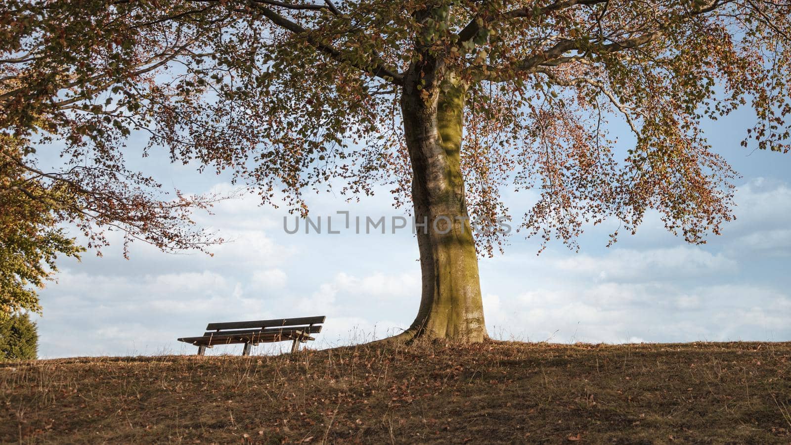 A bench in an autumn park under a colorful tree