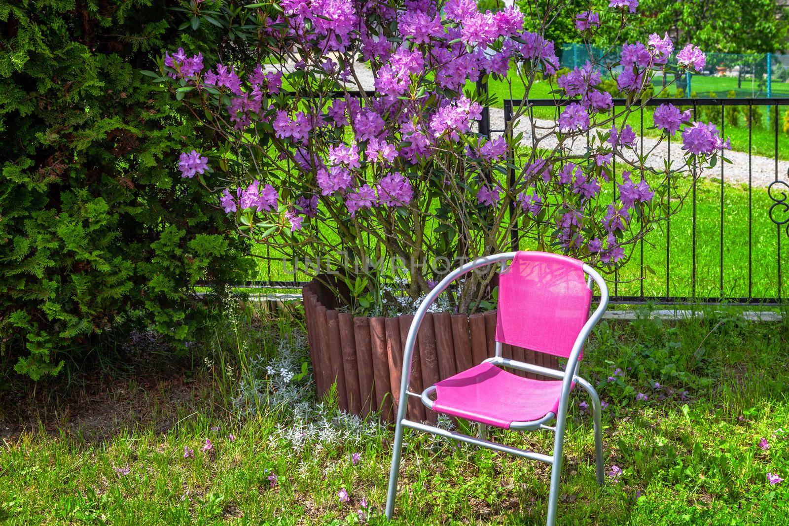 A large bush blooming Rhododendron in the house garden