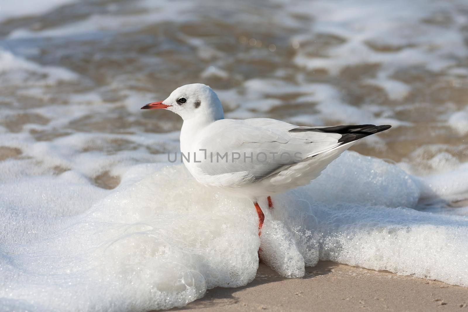 Seagull standing on yellow sand and water