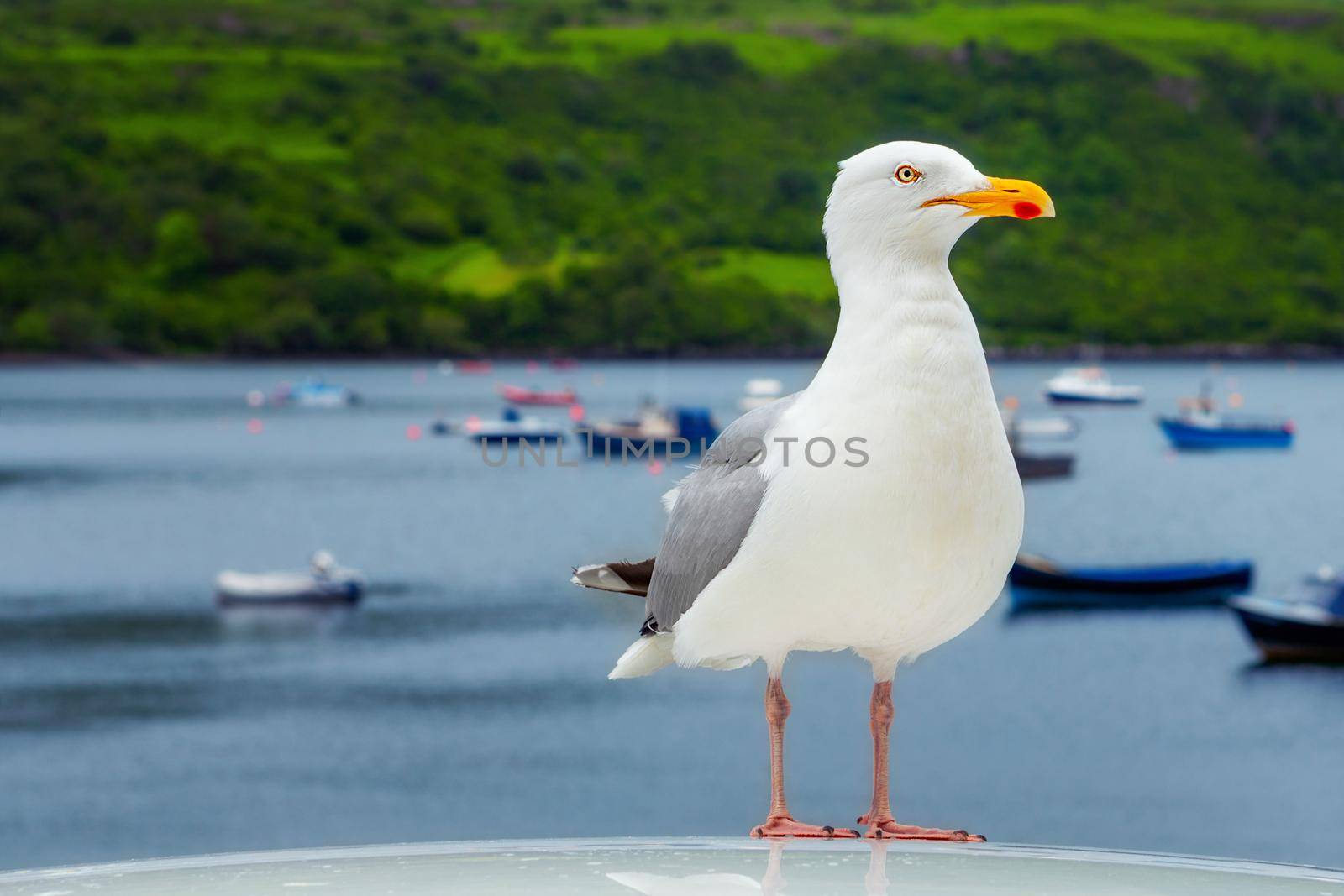 Seagull in the marina and boats in the backgrounds