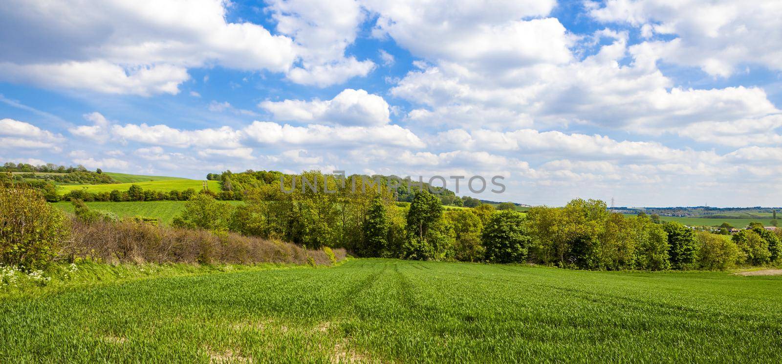 Beautiful rural summer landscape with forest