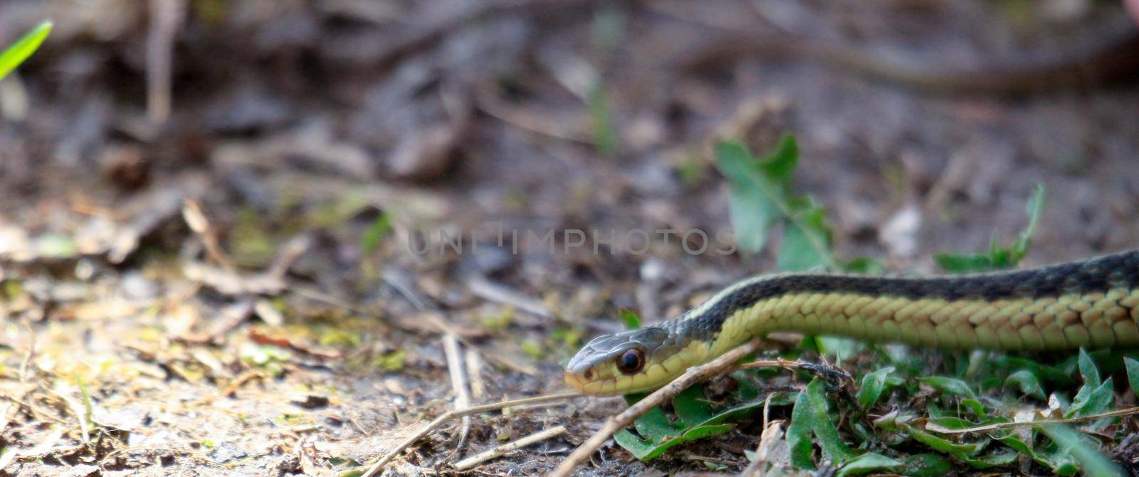 Eastern Garter snake (T. s. parietalis) photographed in Ontario Canada by mynewturtle1