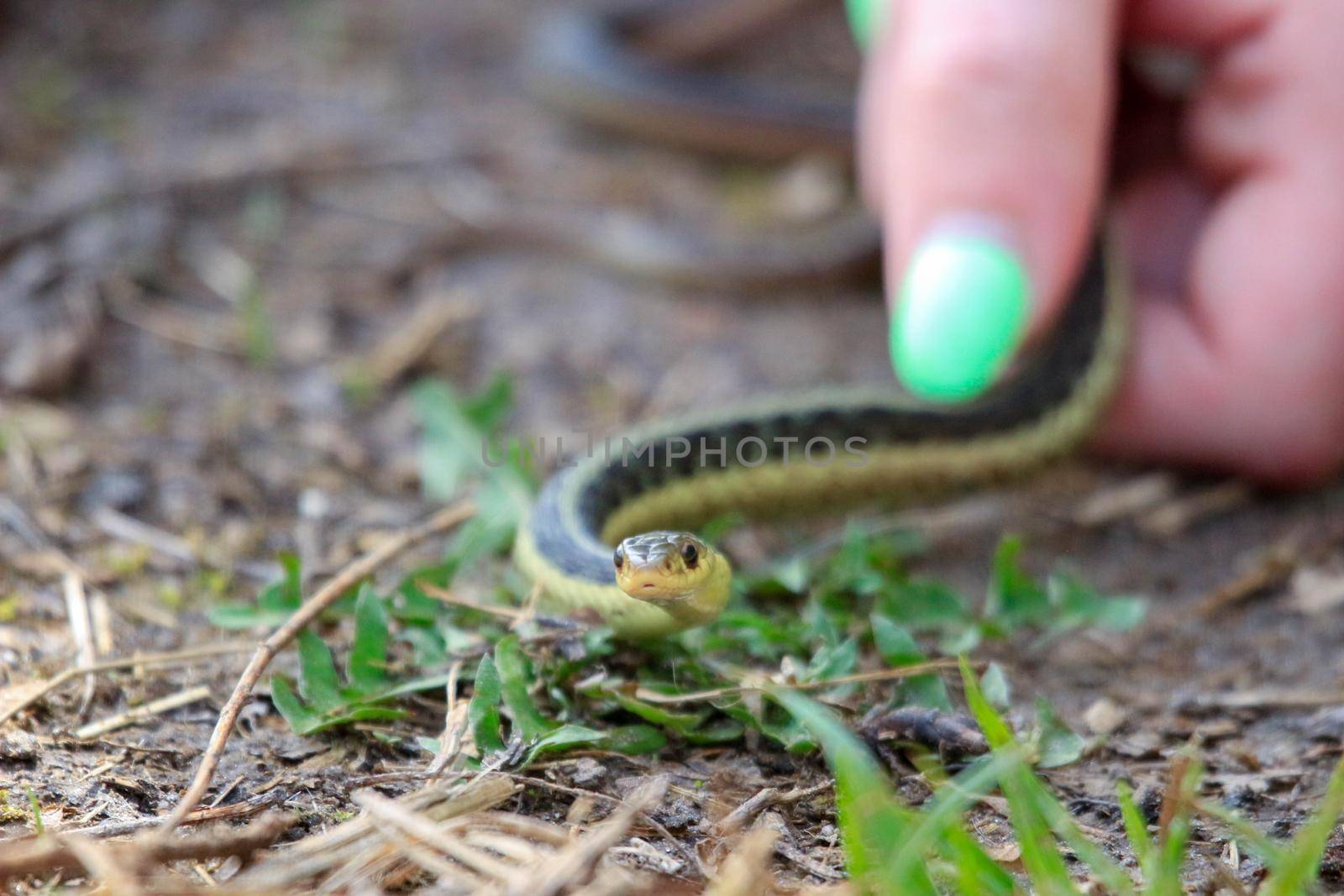 Eastern Garter snake (T. s. parietalis) photographed in Ontario Canada. High quality photo
