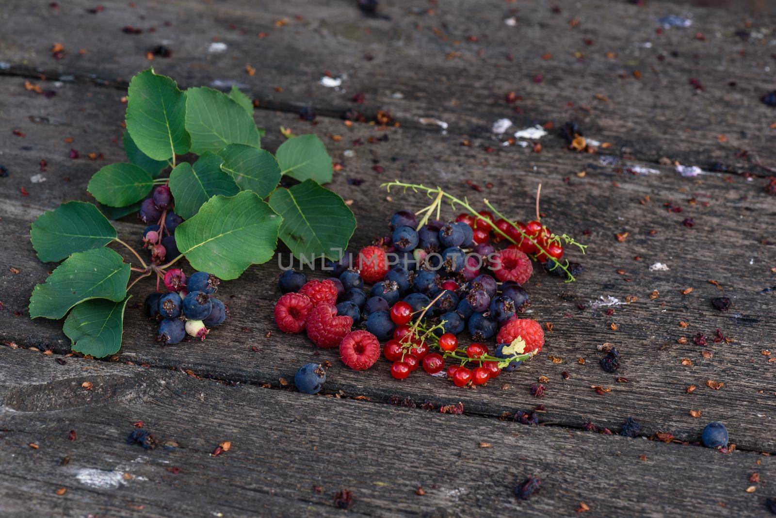 Ripe shadberry, redcurrant, raspberry with branch on wooden table by Seva_blsv