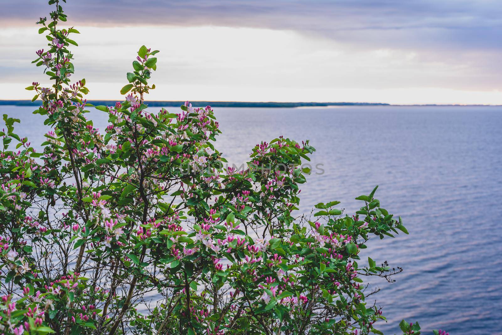 Bush of pink flowers on river coast by Seva_blsv