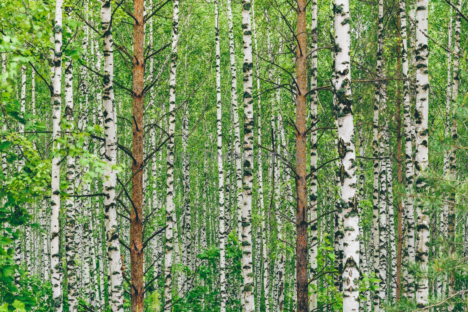 Two pine trees in birch grove. Background