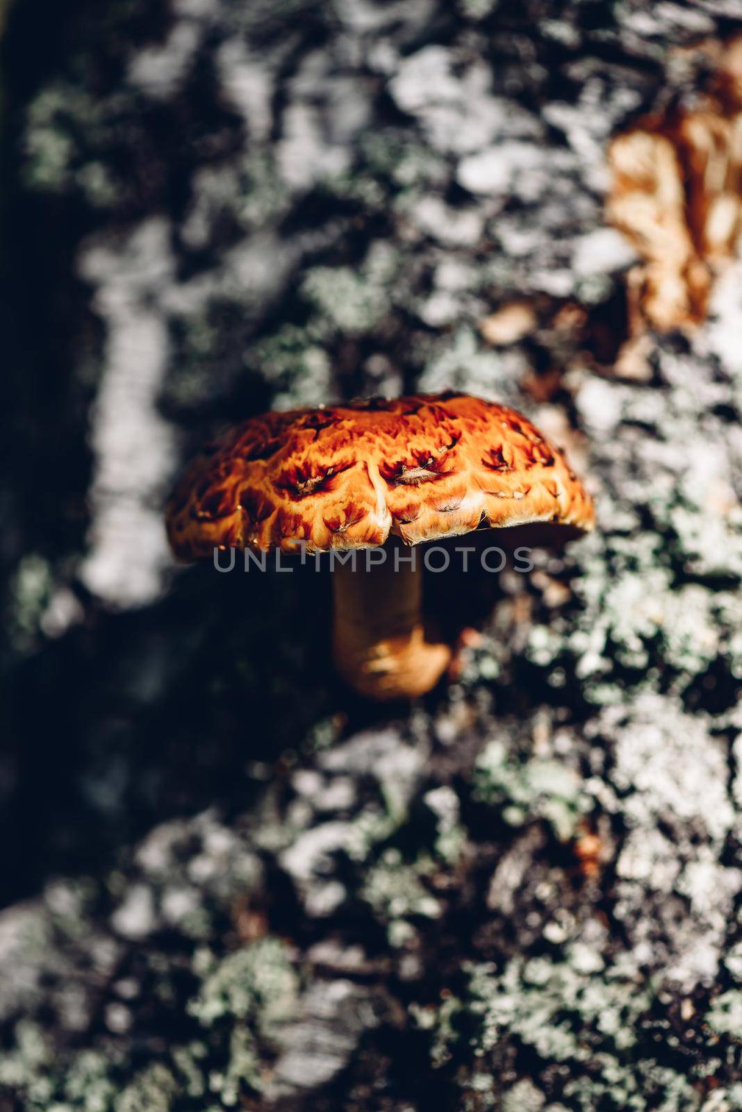 Pholiota aurivella mushroom on a birch tree in the autumn forest