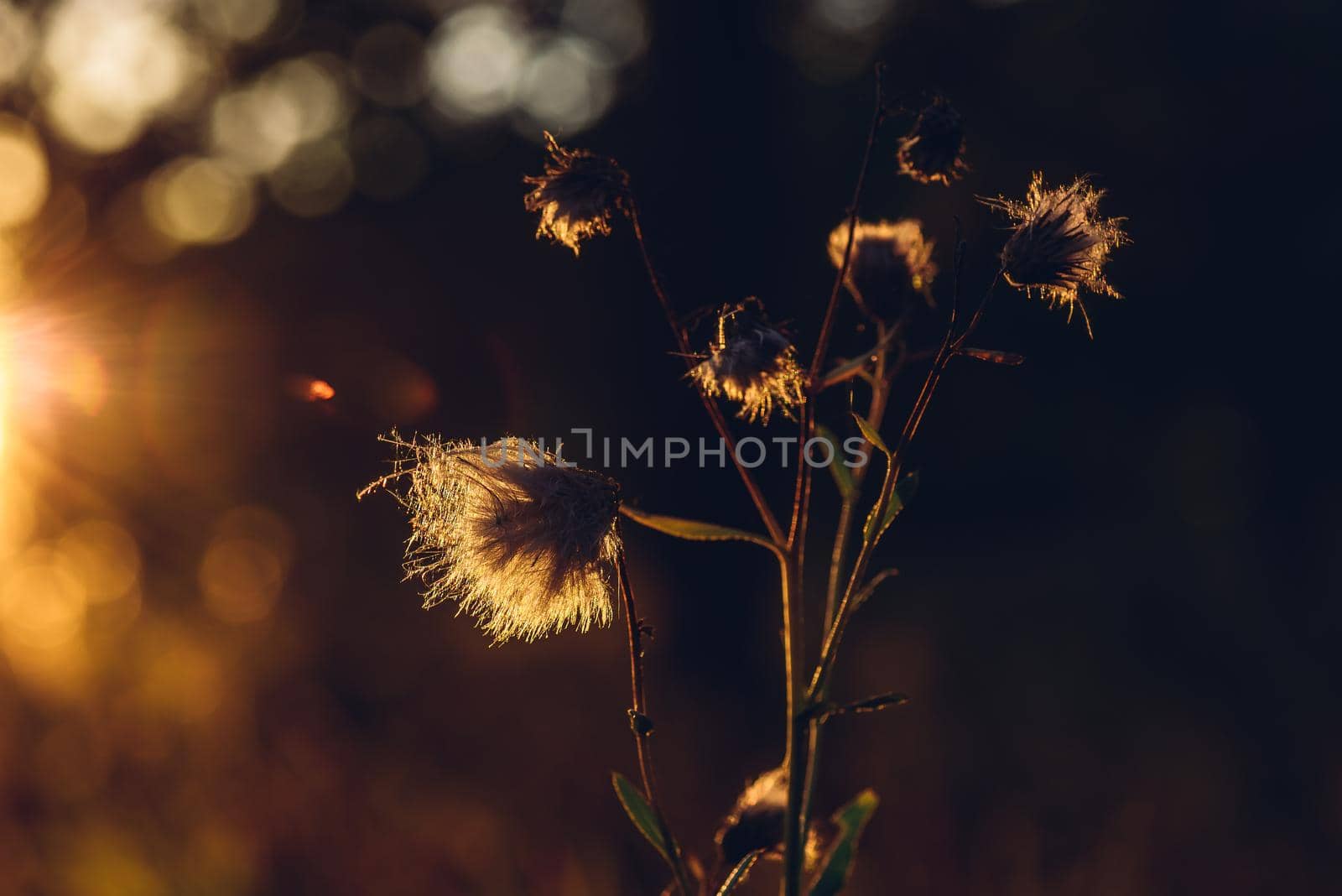 Fluffy dry flowers in autumn sunset light