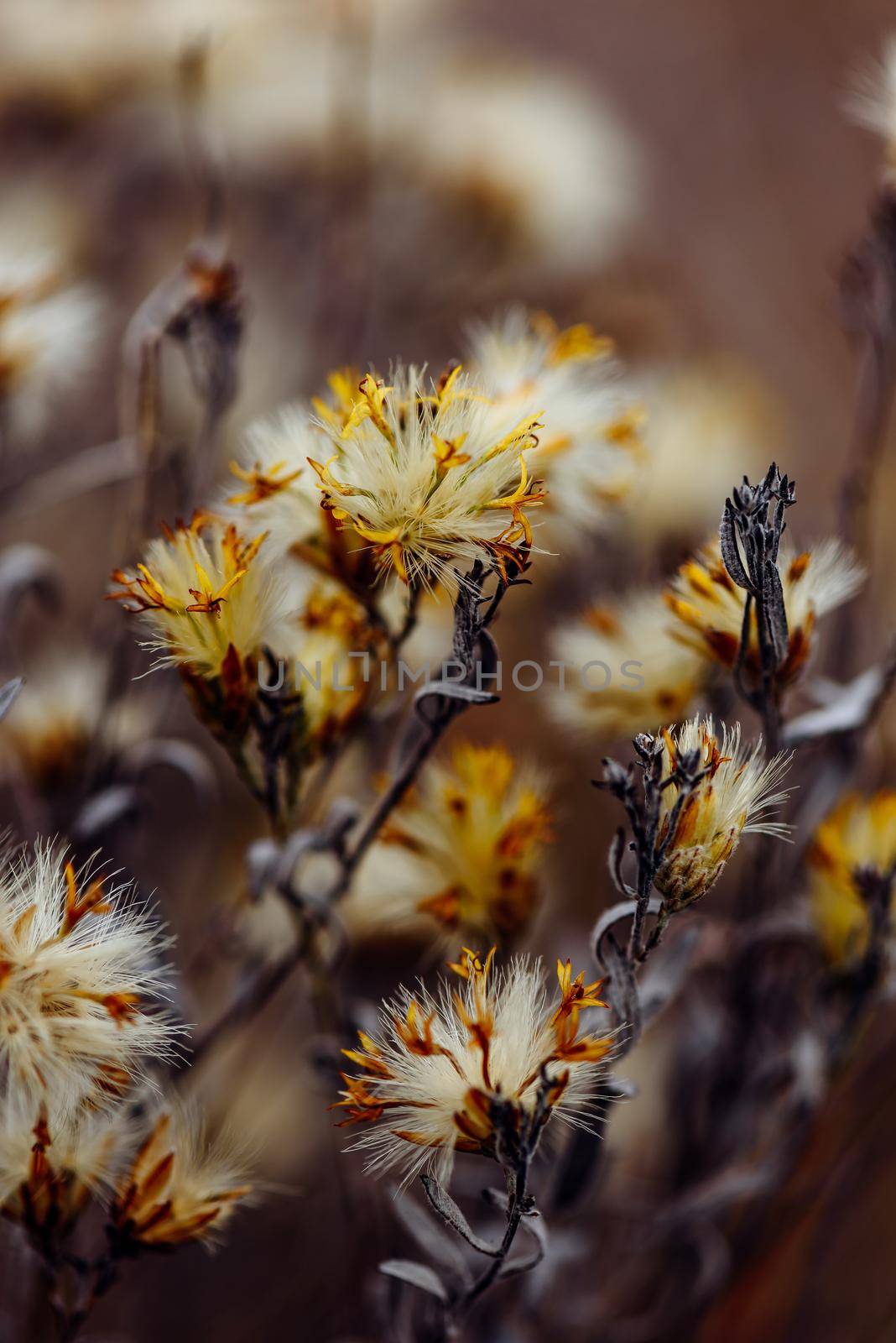 Fluffy plant with dried tiny flowers. Selective focus