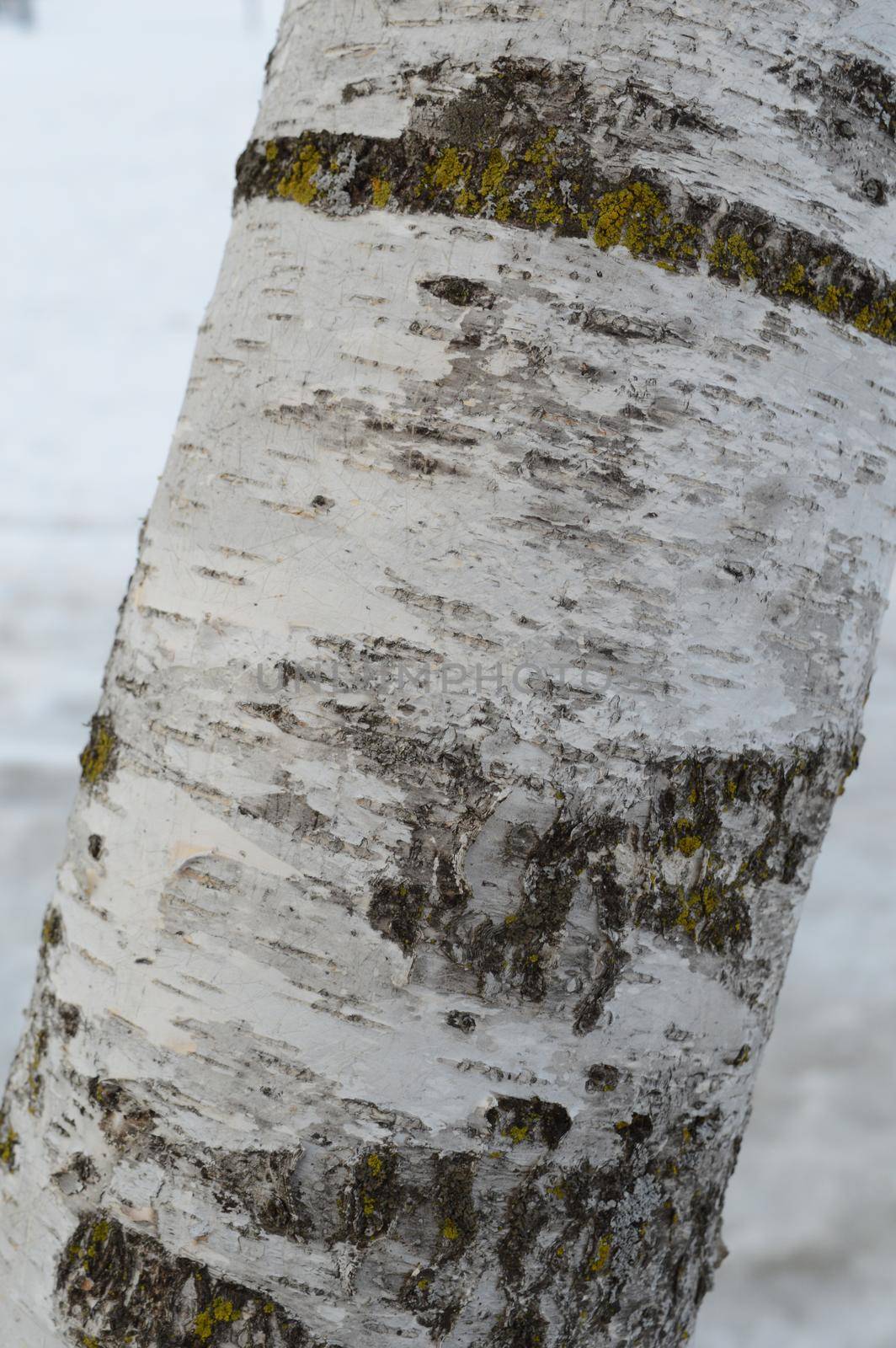 A closeup of a white birch tree and its bark details.