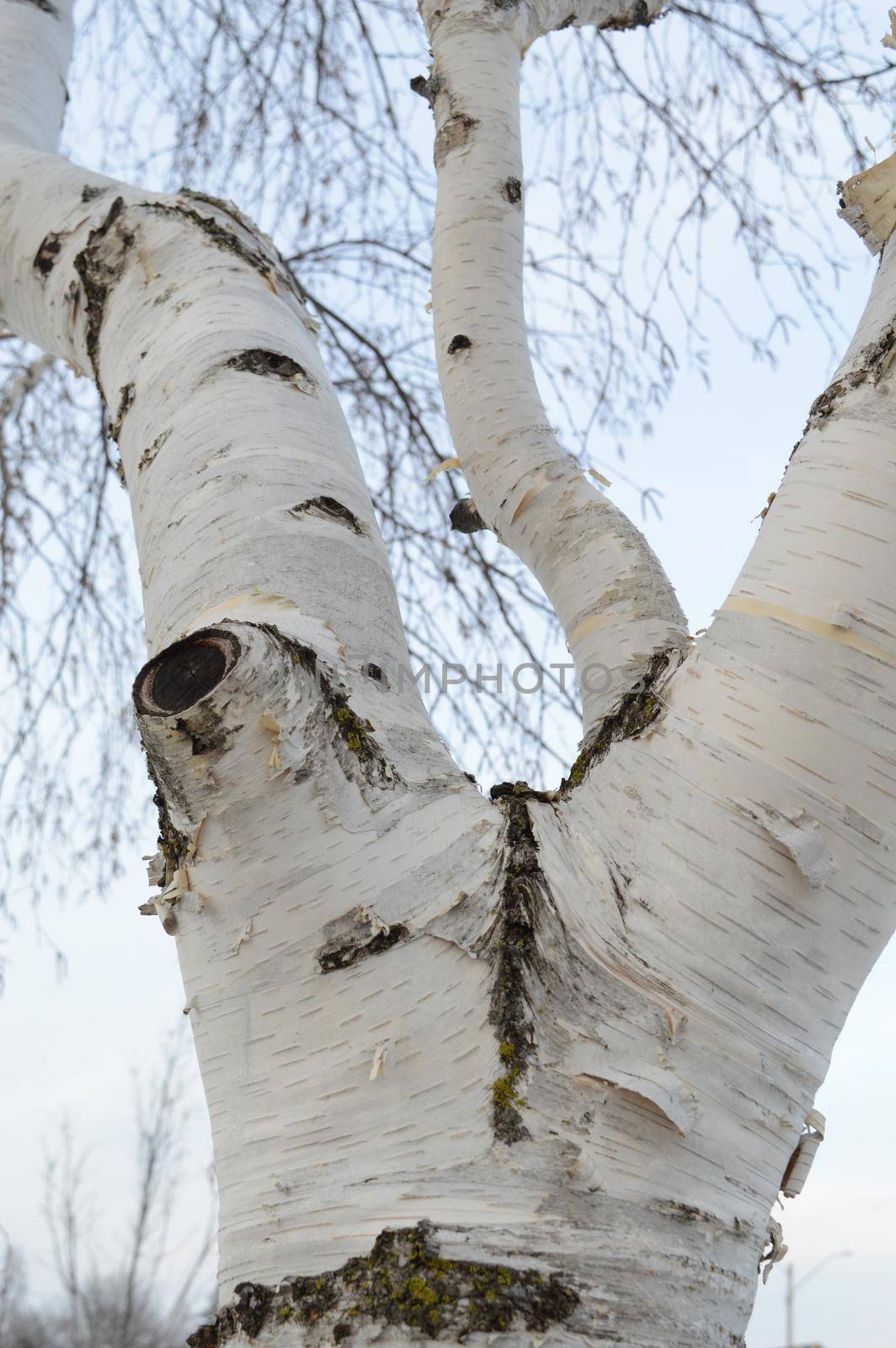 A white birch tree showing its detailed branches.
